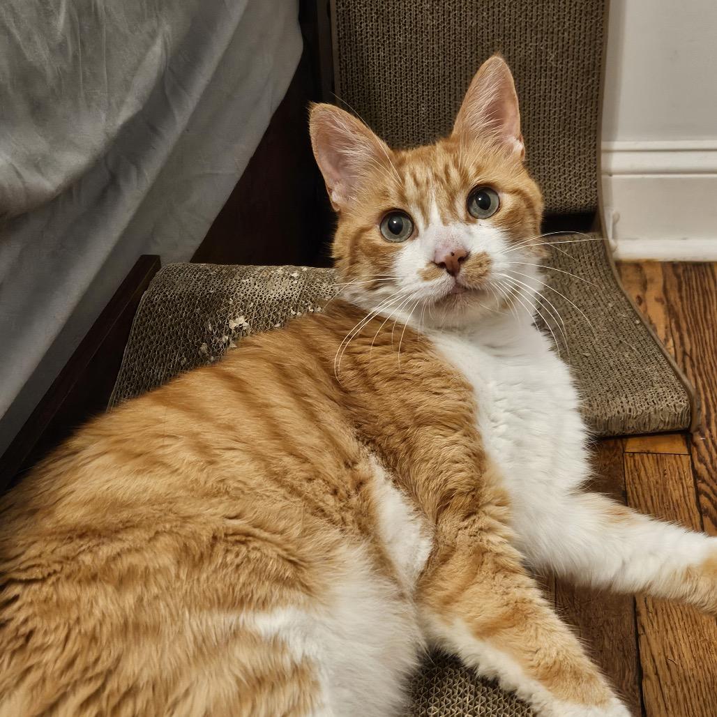 Enlarge Dexter, a Adoptable Domestic Short Hair in Chicago, IL image 2/5