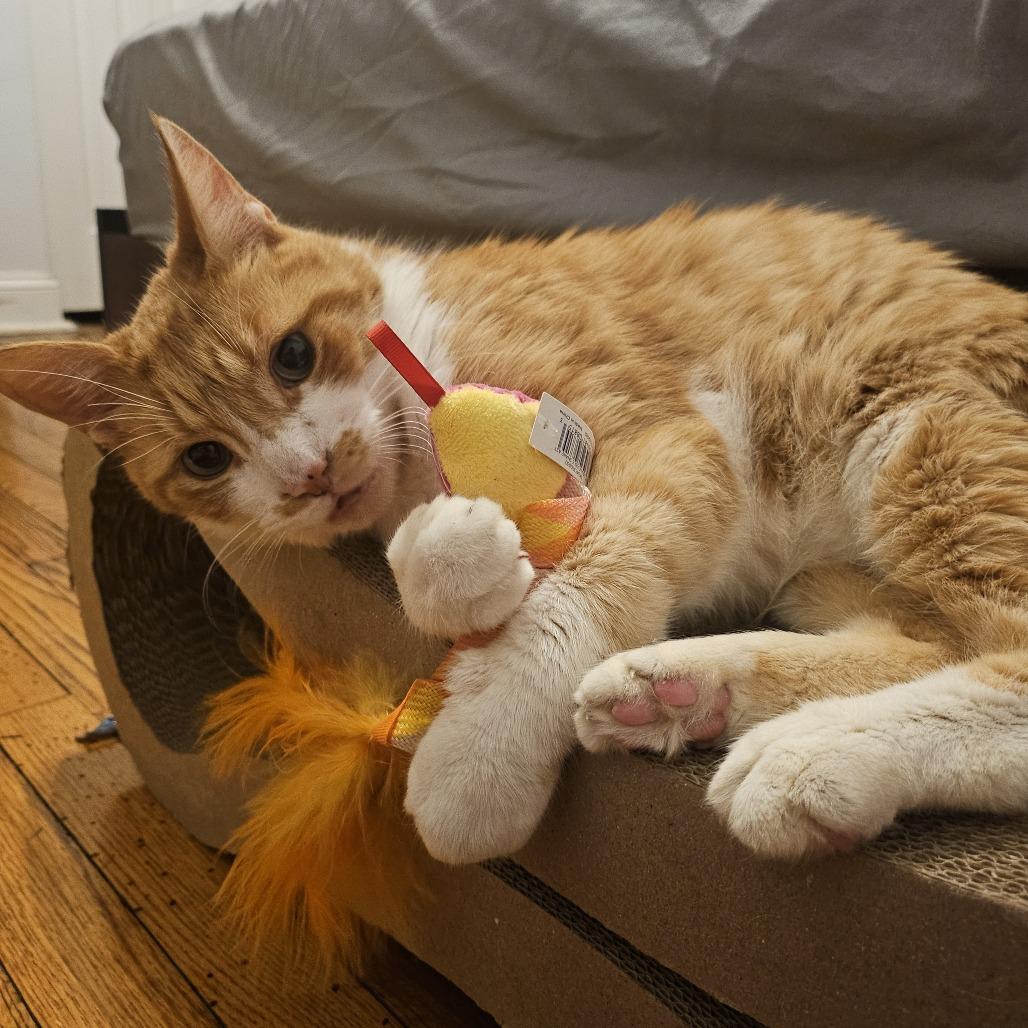 Enlarge Dexter, a Adoptable Domestic Short Hair in Chicago, IL image 3/5