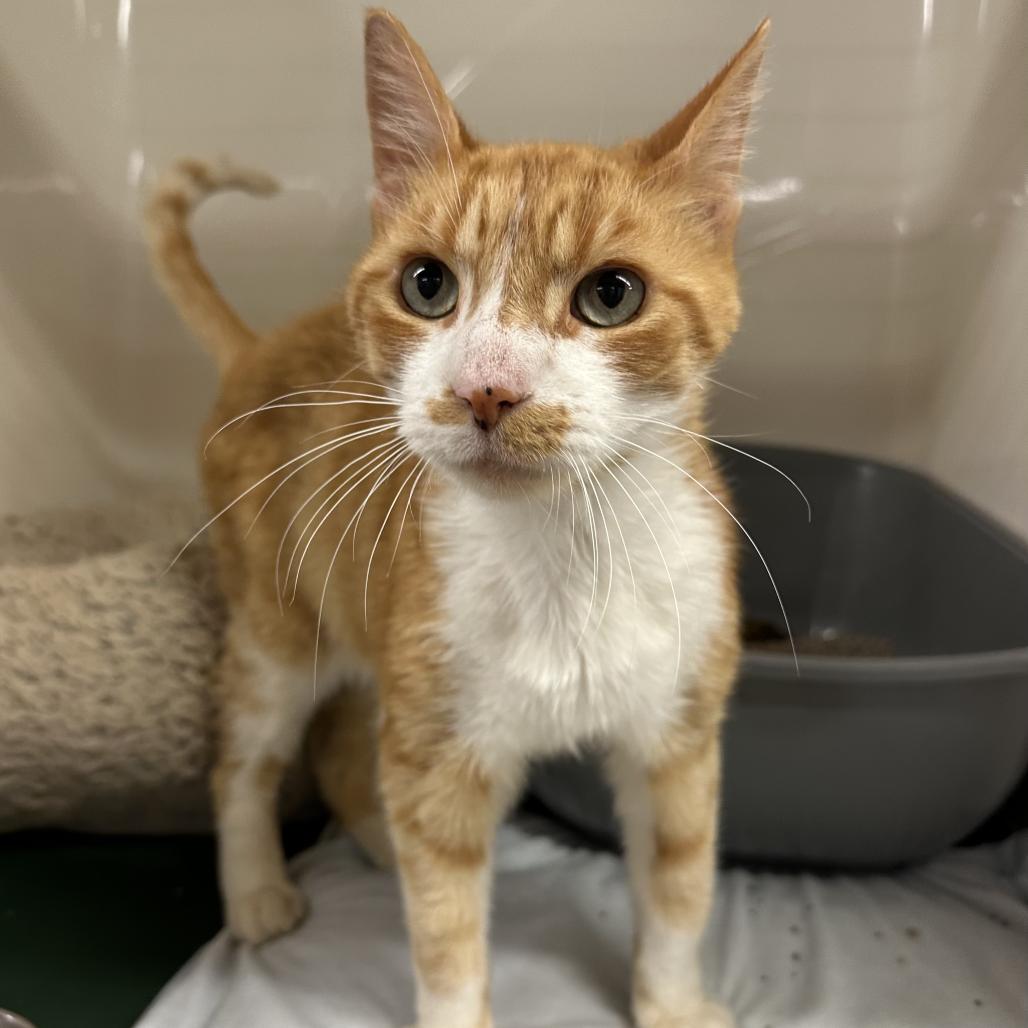Enlarge Dexter, a Adoptable Domestic Short Hair in Chicago, IL image 4/5