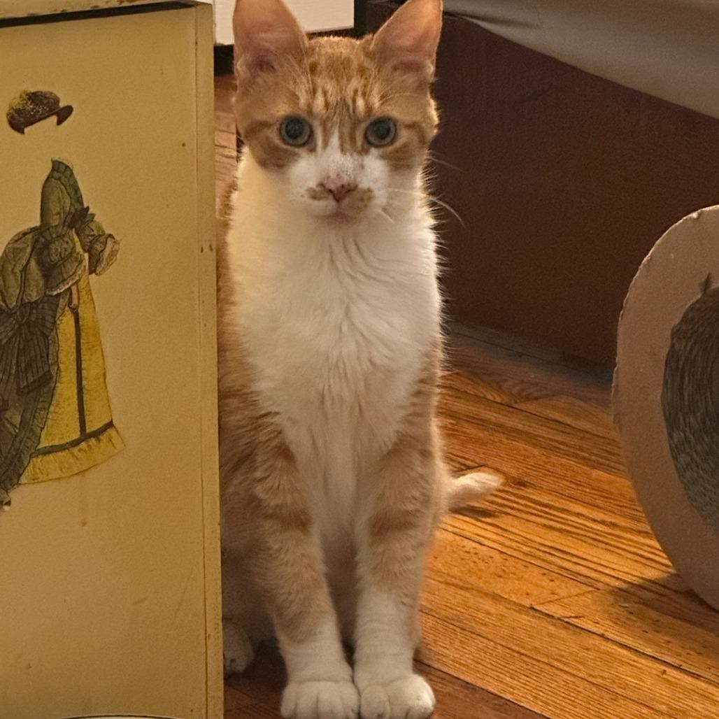 Enlarge Dexter, a Adoptable Domestic Short Hair in Chicago, IL image 5/5