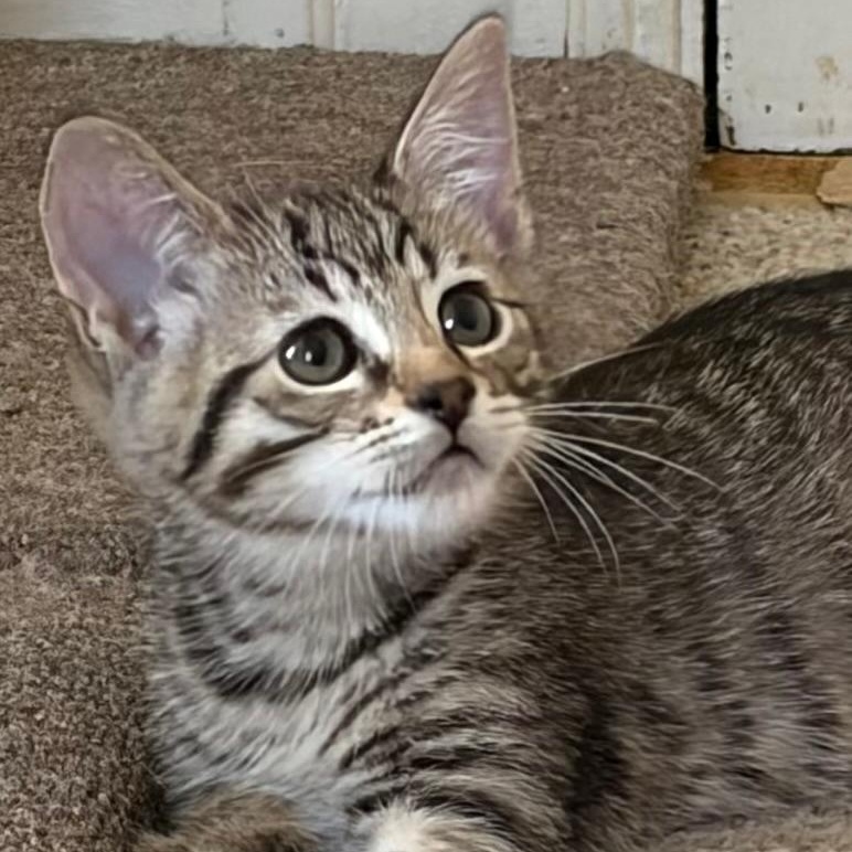Sunny, an adopted Tabby in Central Falls, RI image 1/6