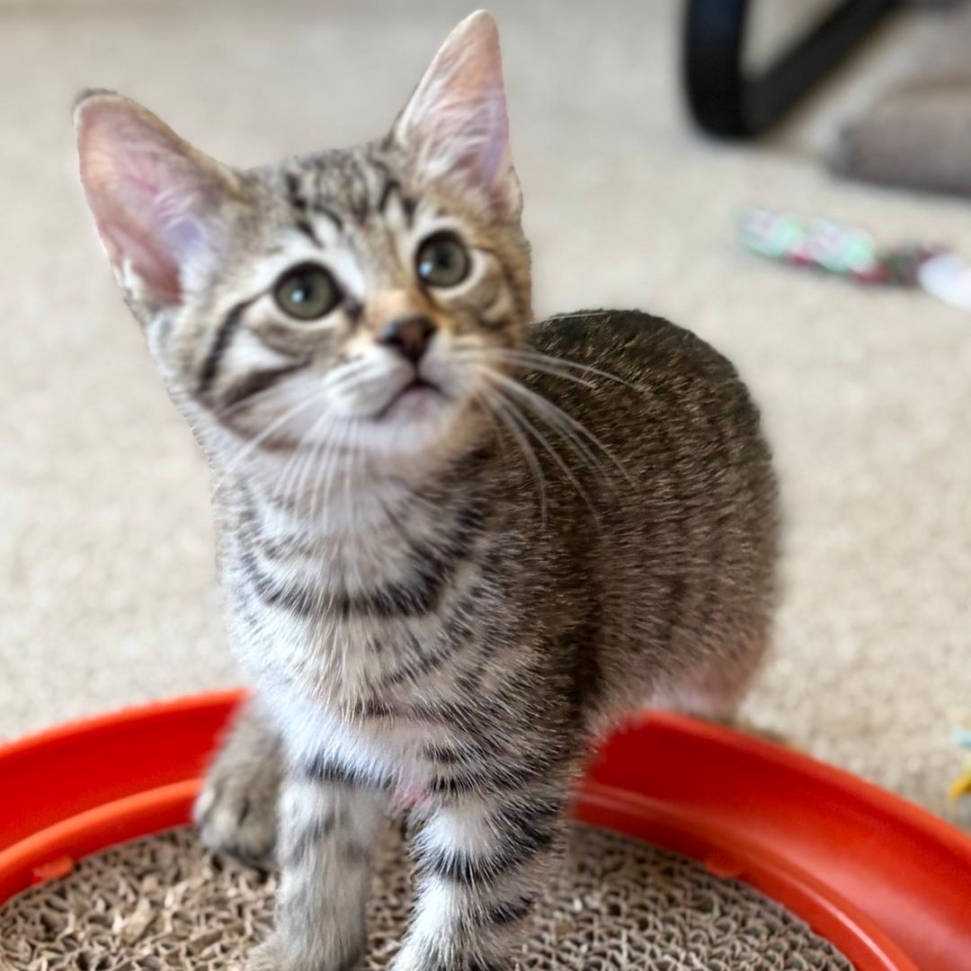 Sunny, an adopted Tabby in Central Falls, RI image 5/6