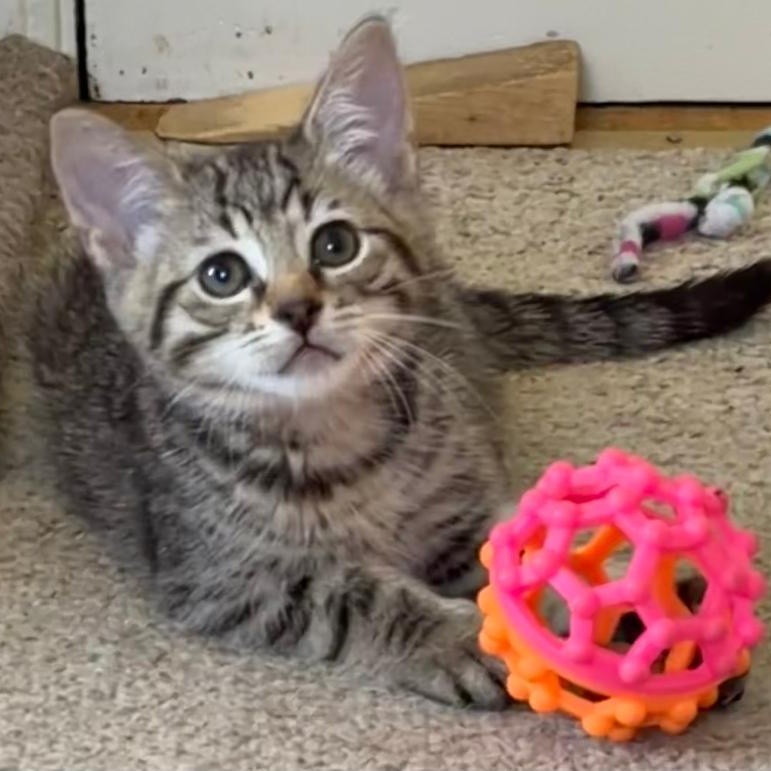 Sunny, an adopted Tabby in Central Falls, RI image 2/6