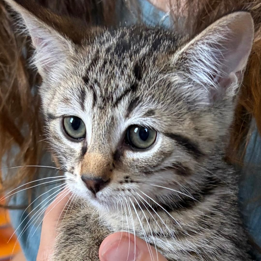 Sunny, an adopted Tabby in Central Falls, RI image 6/6