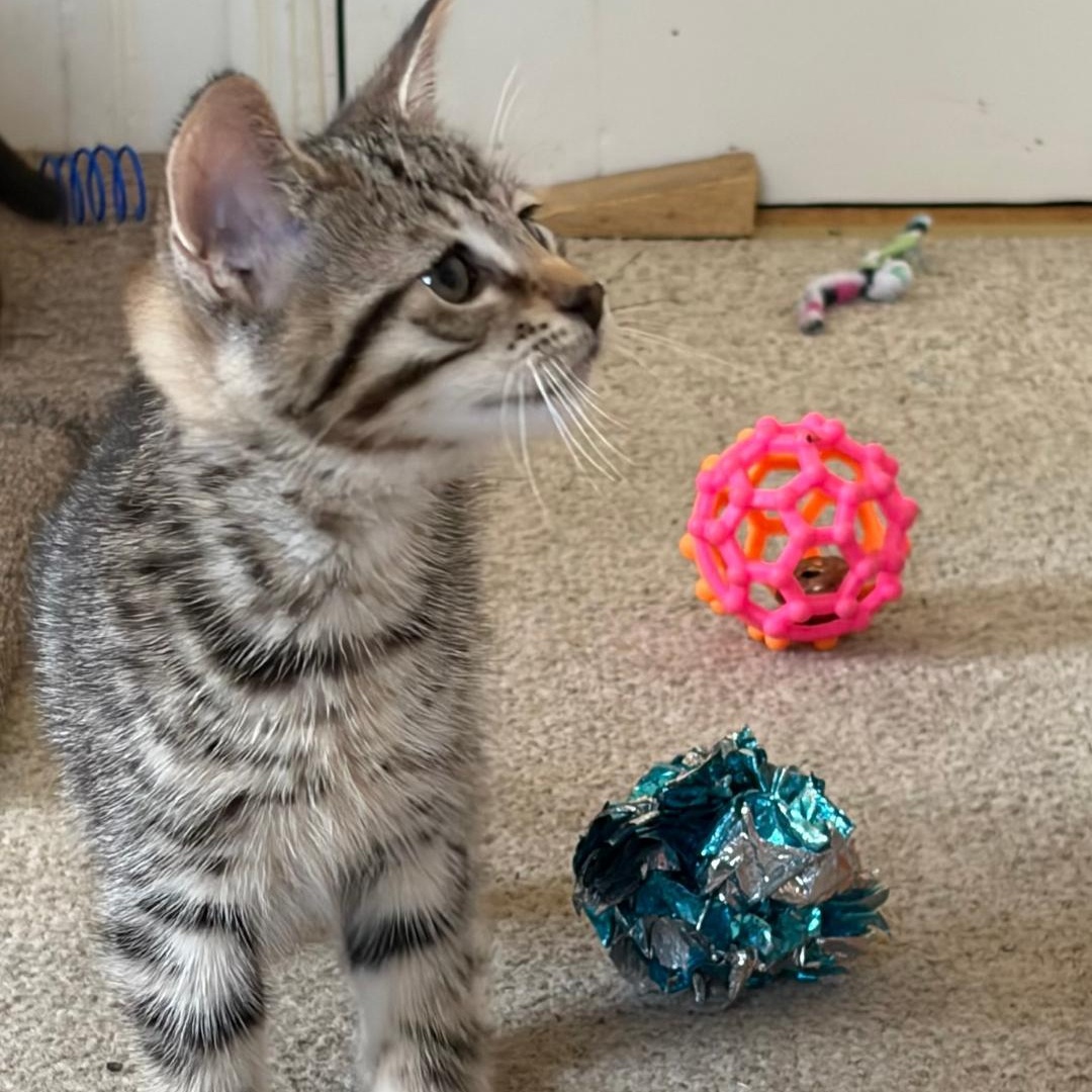 Sunny, an adopted Tabby in Central Falls, RI image 4/6