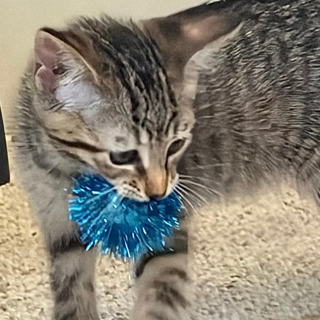 Sunny, an adopted Tabby in Central Falls, RI image 3/6