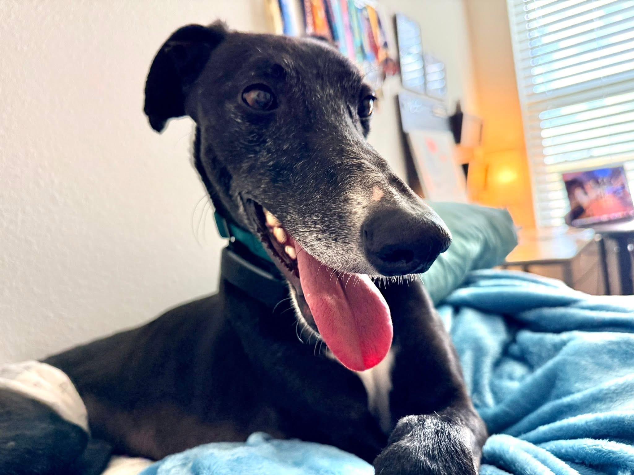 Enlarge Soñador, a ADOPTABLE Galgo Spanish Greyhound in Winter Park, FL image 3/4