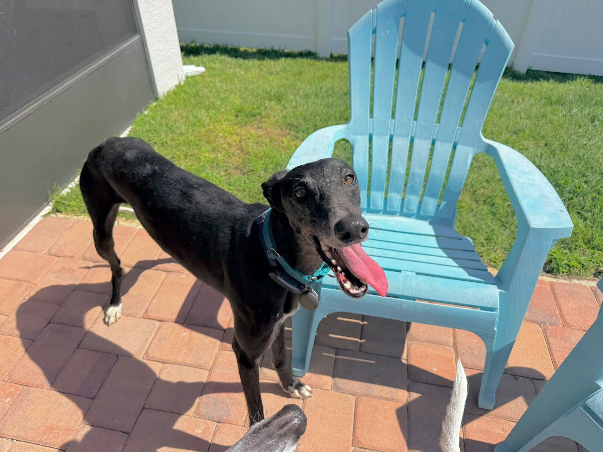 Enlarge Soñador, a ADOPTABLE Galgo Spanish Greyhound in Winter Park, FL image 1/4