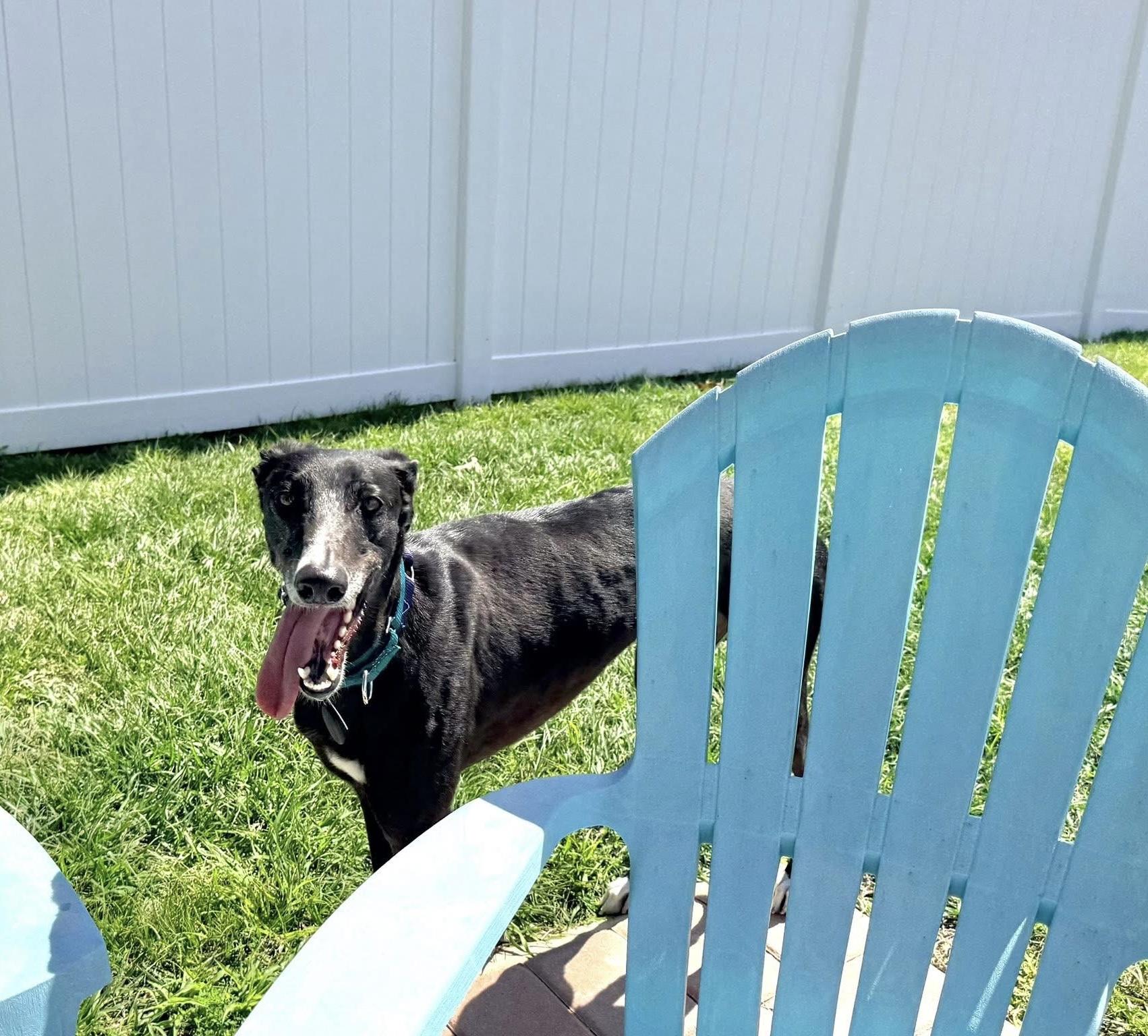 Enlarge Soñador, a ADOPTABLE Galgo Spanish Greyhound in Winter Park, FL image 4/4