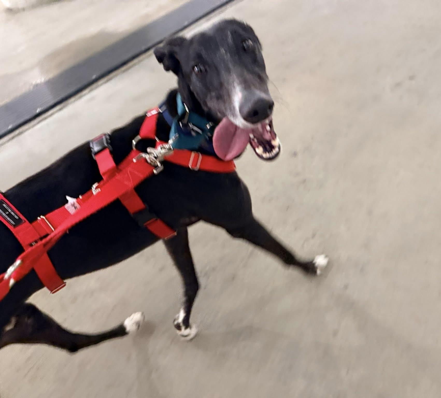 Enlarge Soñador, a ADOPTABLE Galgo Spanish Greyhound in Winter Park, FL image 2/4