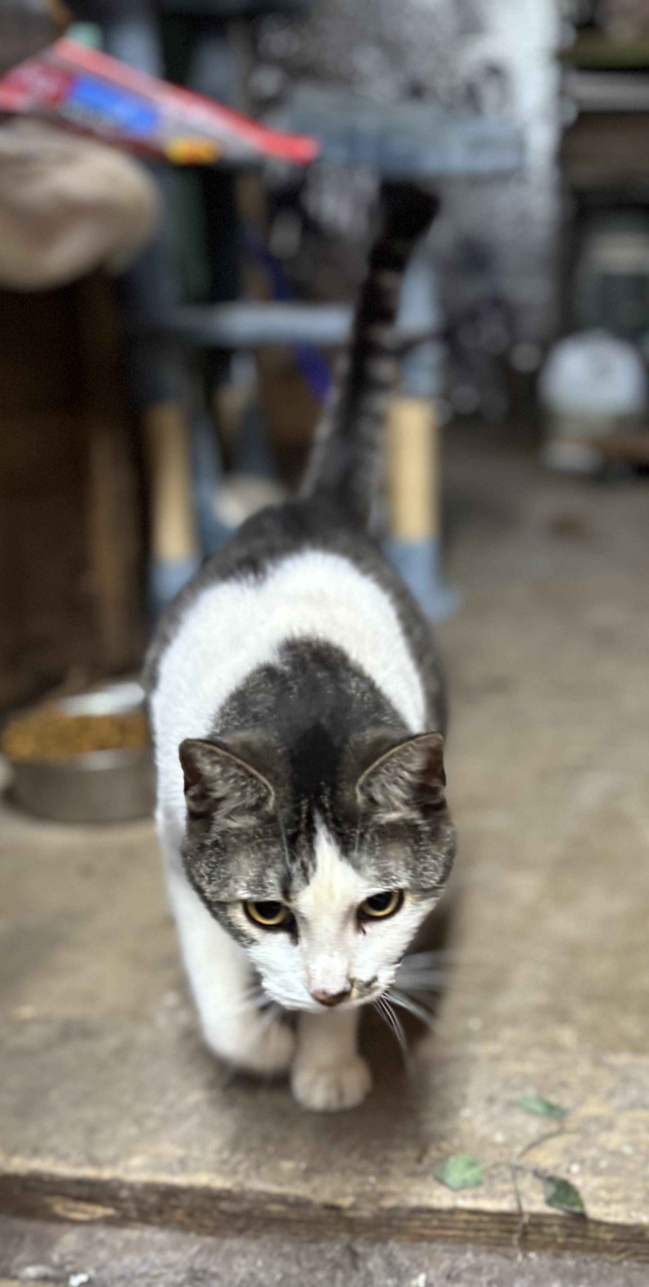 Captain Marvel, a Adoptable mixed breed in Concord, NC image 4/5