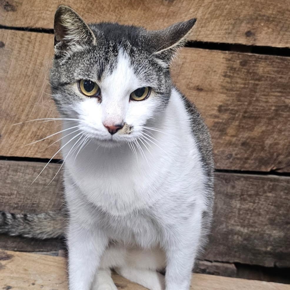 Captain Marvel, Adoptable, Adult Male Domestic Short Hair & Tabby.