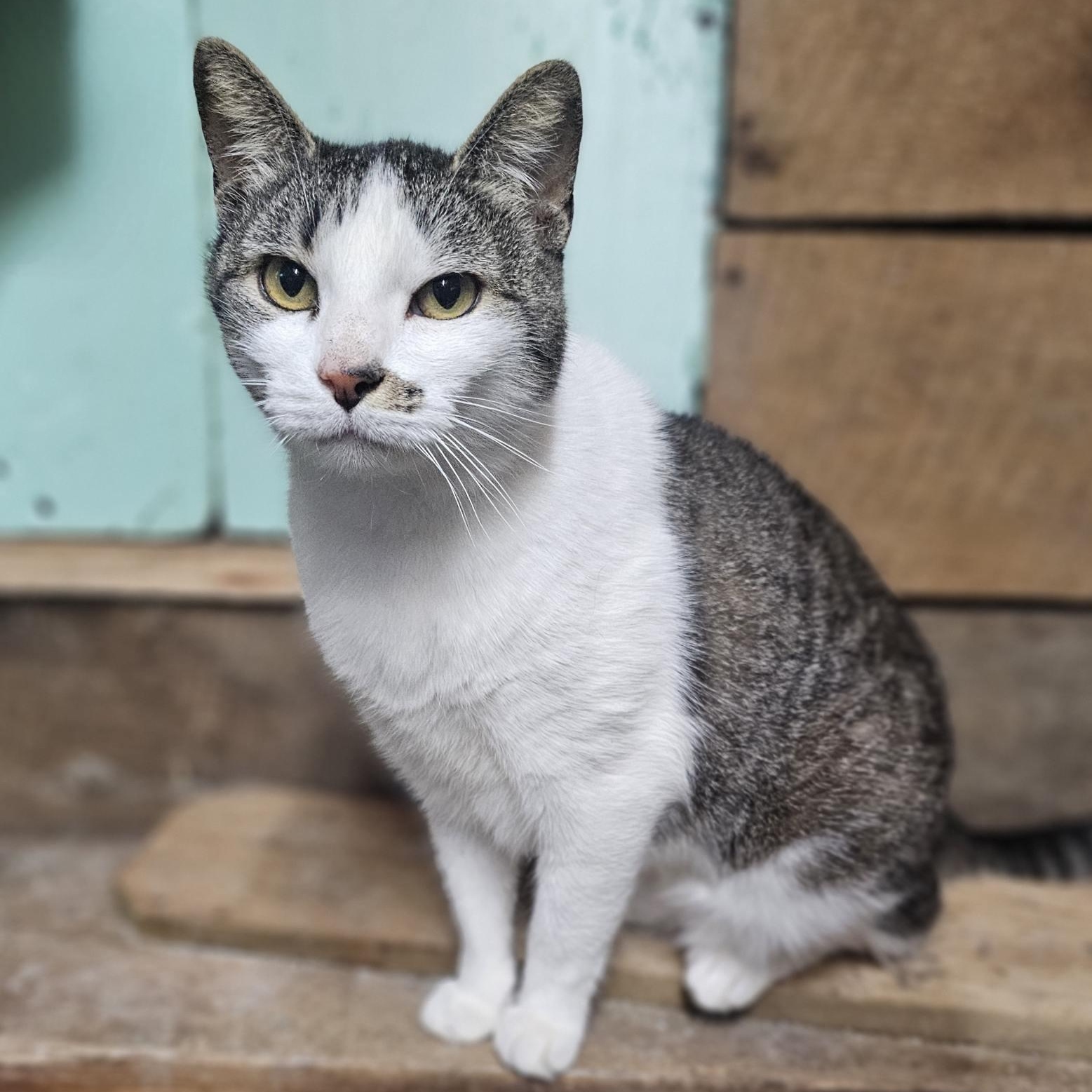 Captain Marvel, a Adoptable mixed breed in Concord, NC image 2/5