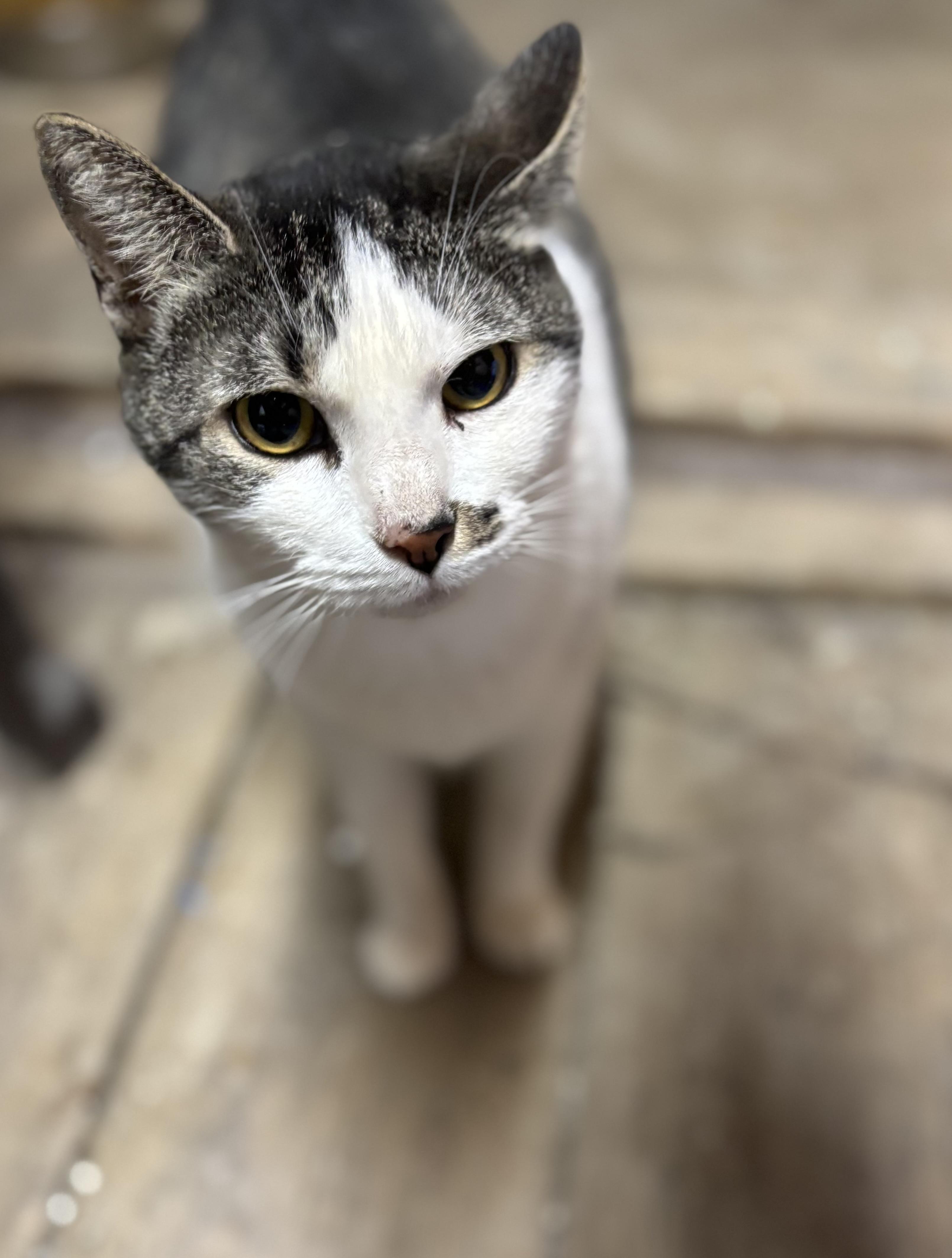 Captain Marvel, a Adoptable mixed breed in Concord, NC image 3/5