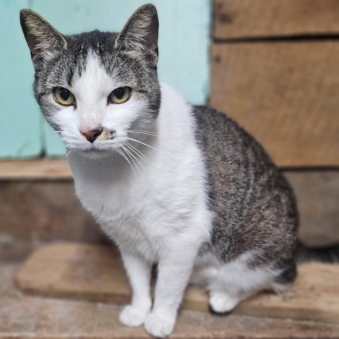 Captain Marvel, a Adoptable mixed breed in Concord, NC image 5/5
