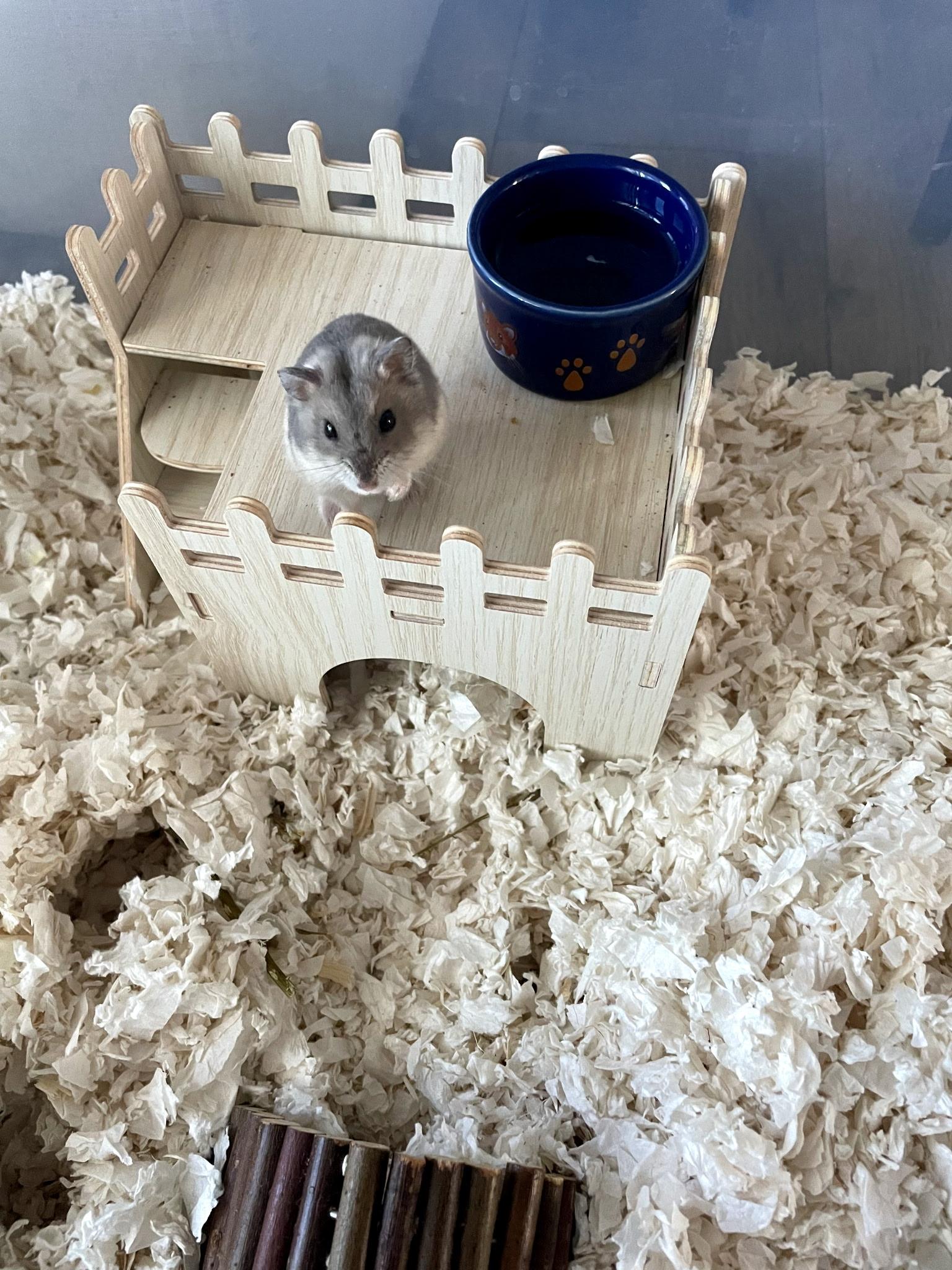 Enlarge Honey Latte, a ADOPTABLE Dwarf Hamster in Los Angeles, CA image 3/5