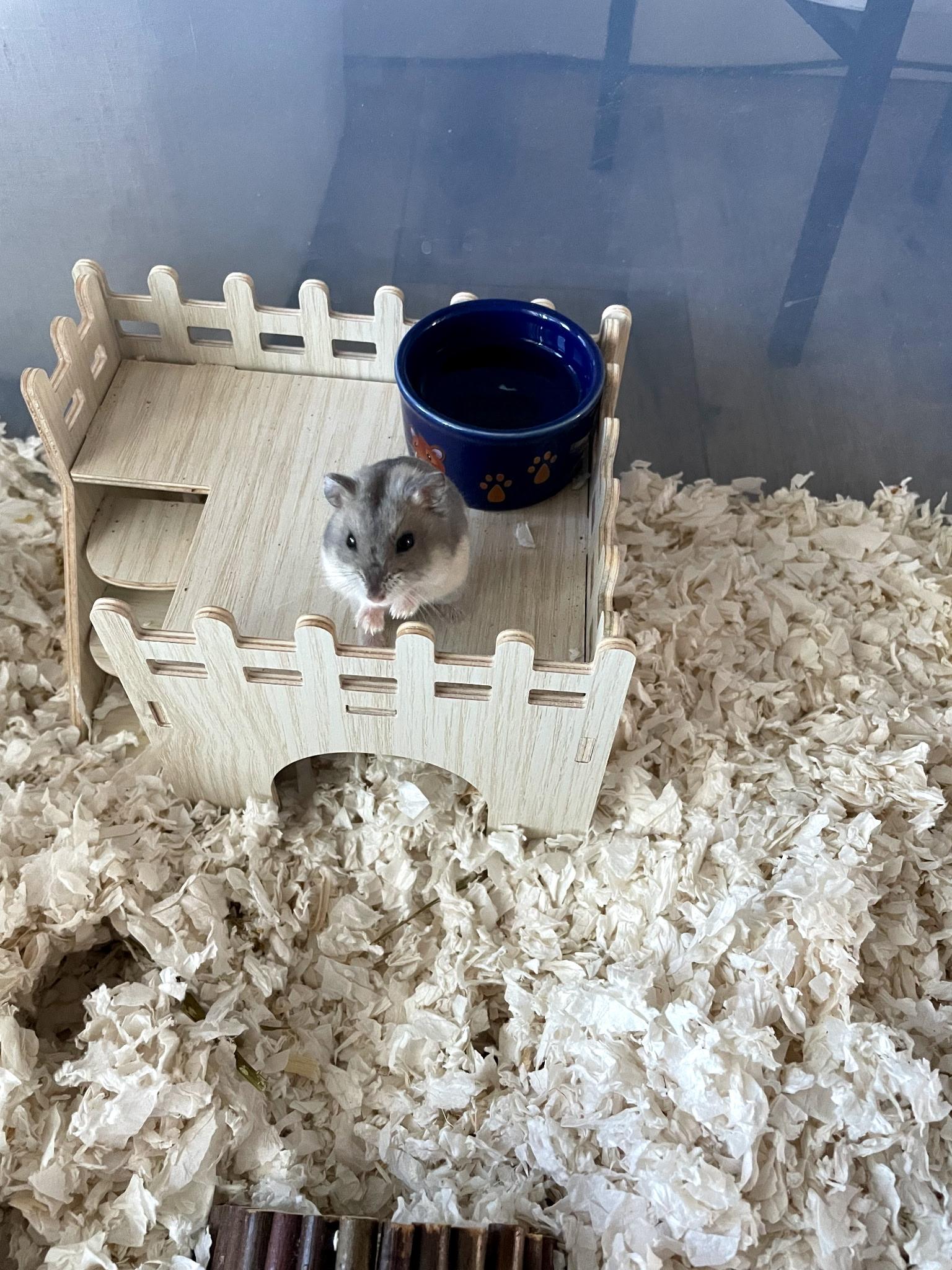 Enlarge Honey Latte, a ADOPTABLE Dwarf Hamster in Los Angeles, CA image 4/5