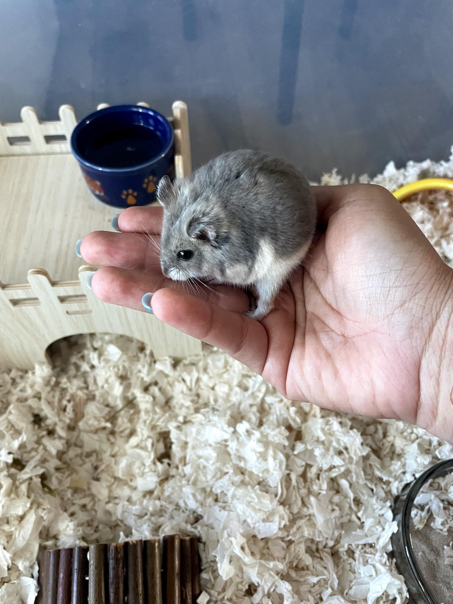 Enlarge Honey Latte, a ADOPTABLE Dwarf Hamster in Los Angeles, CA image 2/5