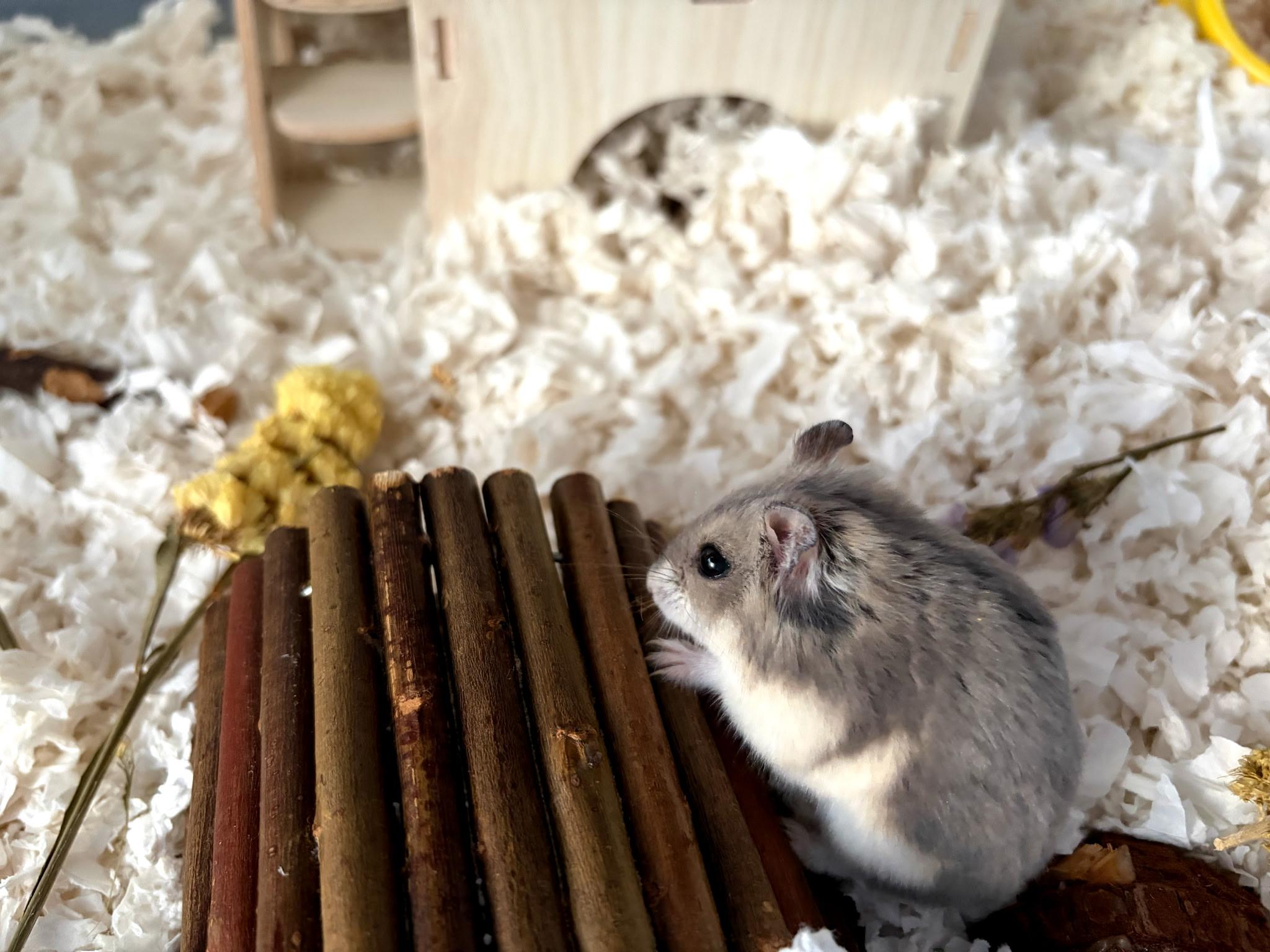 Enlarge Honey Latte, a ADOPTABLE Dwarf Hamster in Los Angeles, CA image 5/5