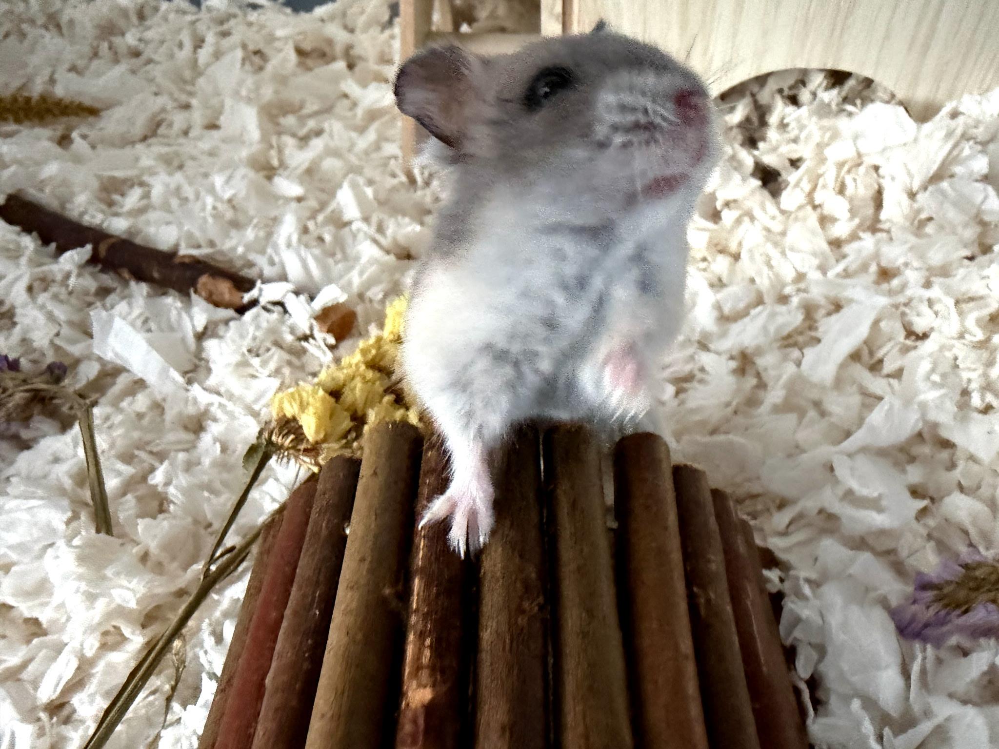 Honey Latte, ADOPTABLE, Adult Female Dwarf Hamster.