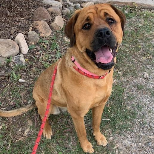 Batley, an adoptable Mastiff, Rottweiler in Thayne, WY, 83127 | Photo Image 1