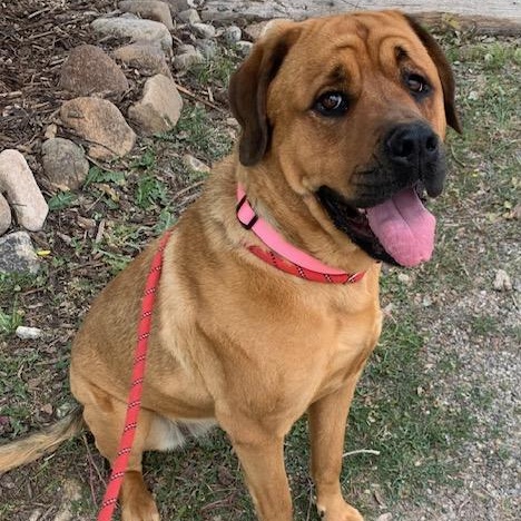 Batley, an adoptable Mastiff, Rottweiler in Thayne, WY, 83127 | Photo Image 5