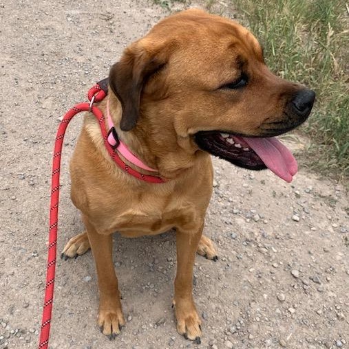 Batley, an adoptable Mastiff, Rottweiler in Thayne, WY, 83127 | Photo Image 4