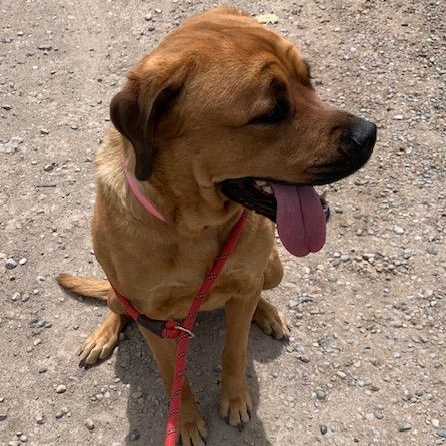 Batley, an adoptable Mastiff, Rottweiler in Thayne, WY, 83127 | Photo Image 2