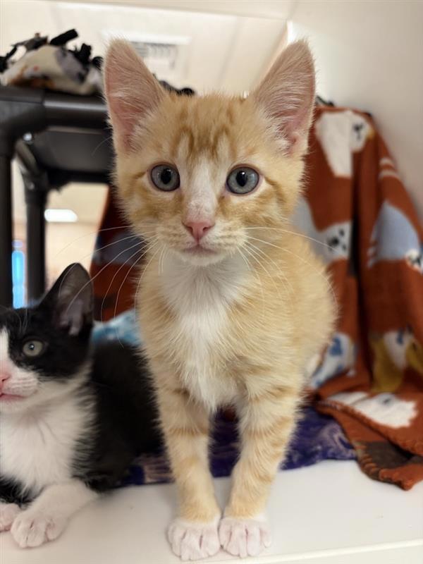 Jesse, Adoptable, Kitten Male Domestic Short Hair.
