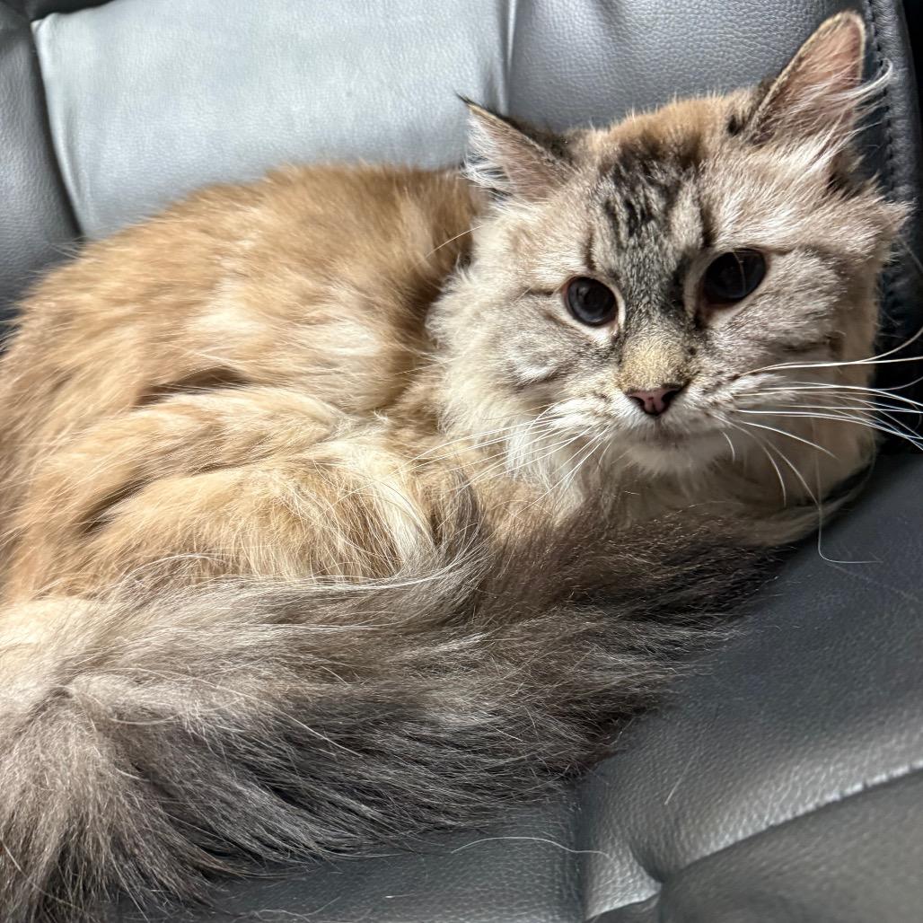 Enlarge Kiwi, a Adoptable mixed breed in Great Falls, MT image 1/4