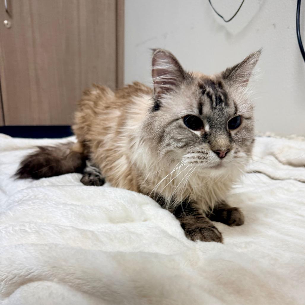 Enlarge Kiwi, a Adoptable mixed breed in Great Falls, MT image 3/4