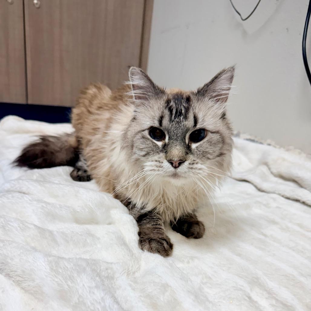 Enlarge Kiwi, a Adoptable mixed breed in Great Falls, MT image 4/4