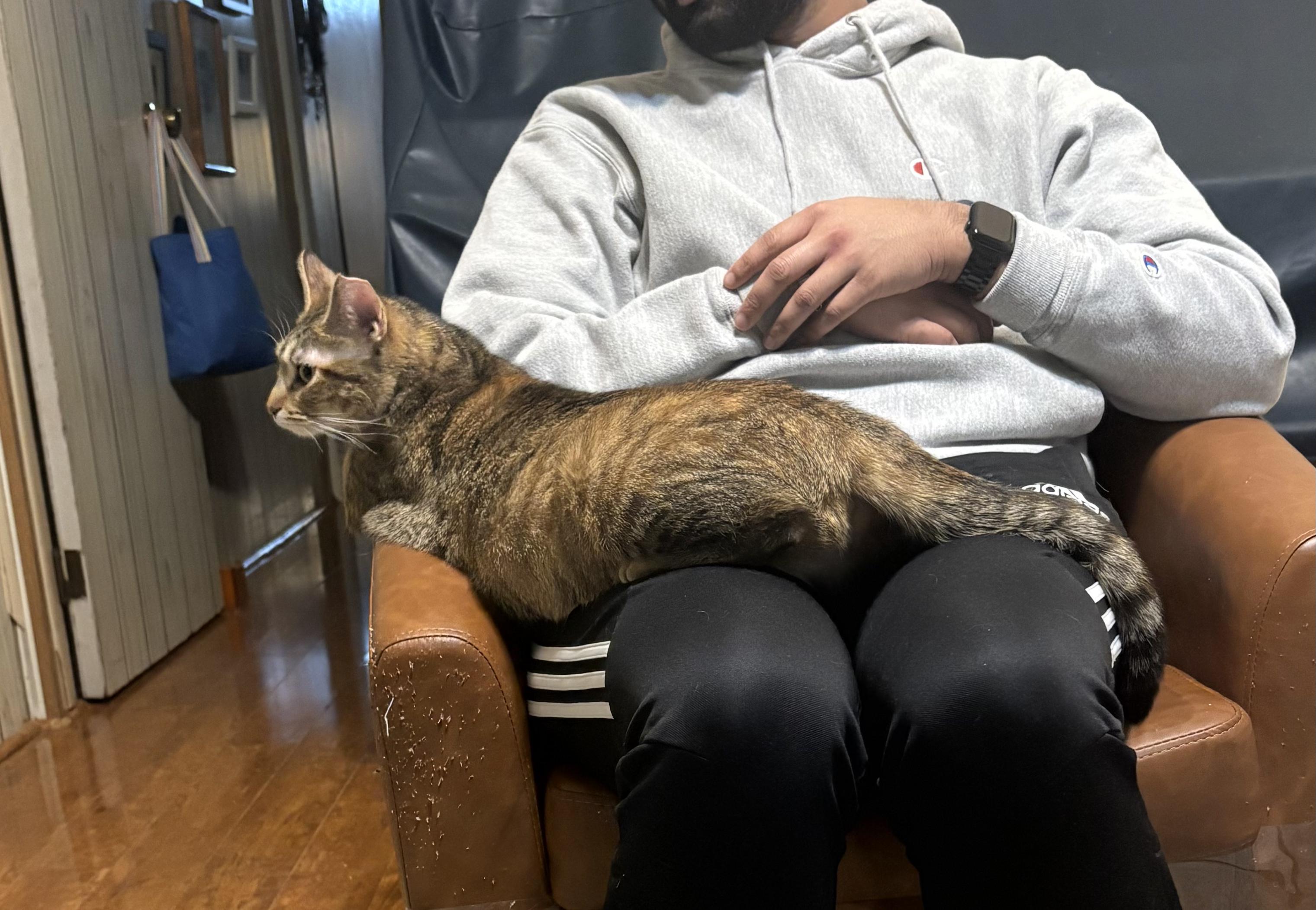 Enlarge Papaya, an adoptable American Shorthair in Jersey City, NJ image 6/6