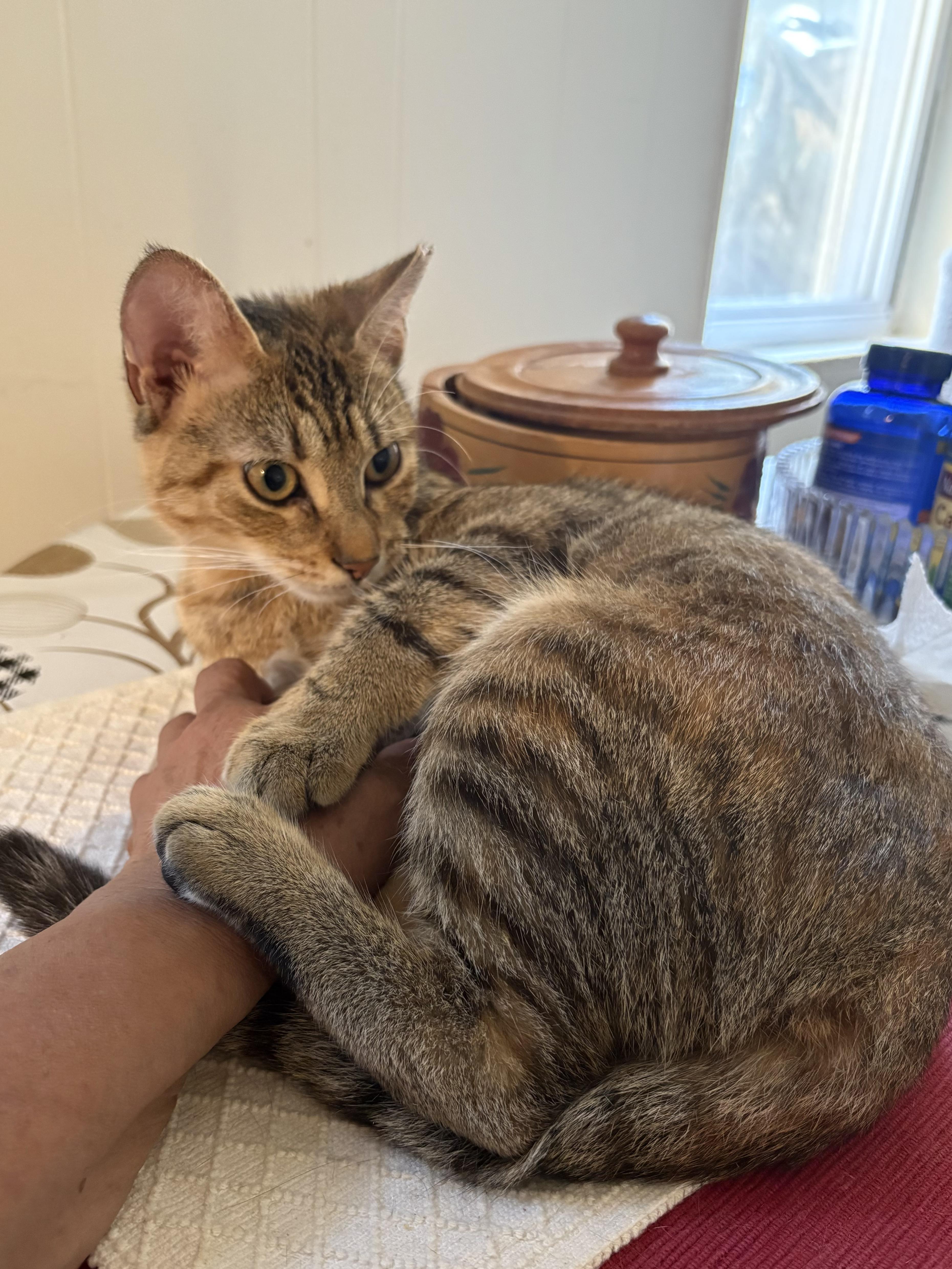 Enlarge Papaya, an adoptable American Shorthair in Jersey City, NJ image 6/6