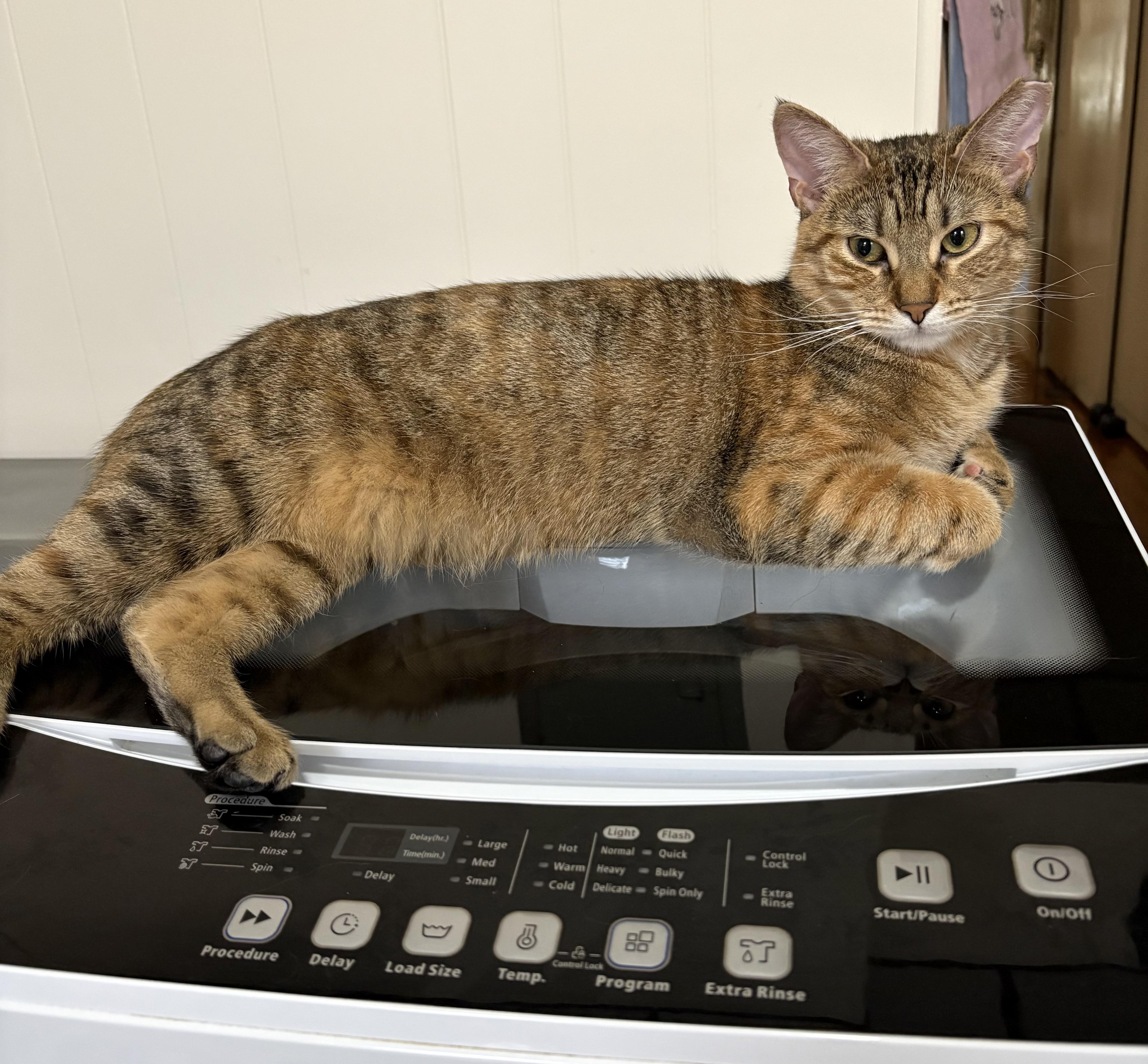 Enlarge Papaya, an adoptable American Shorthair in Jersey City, NJ image 6/6