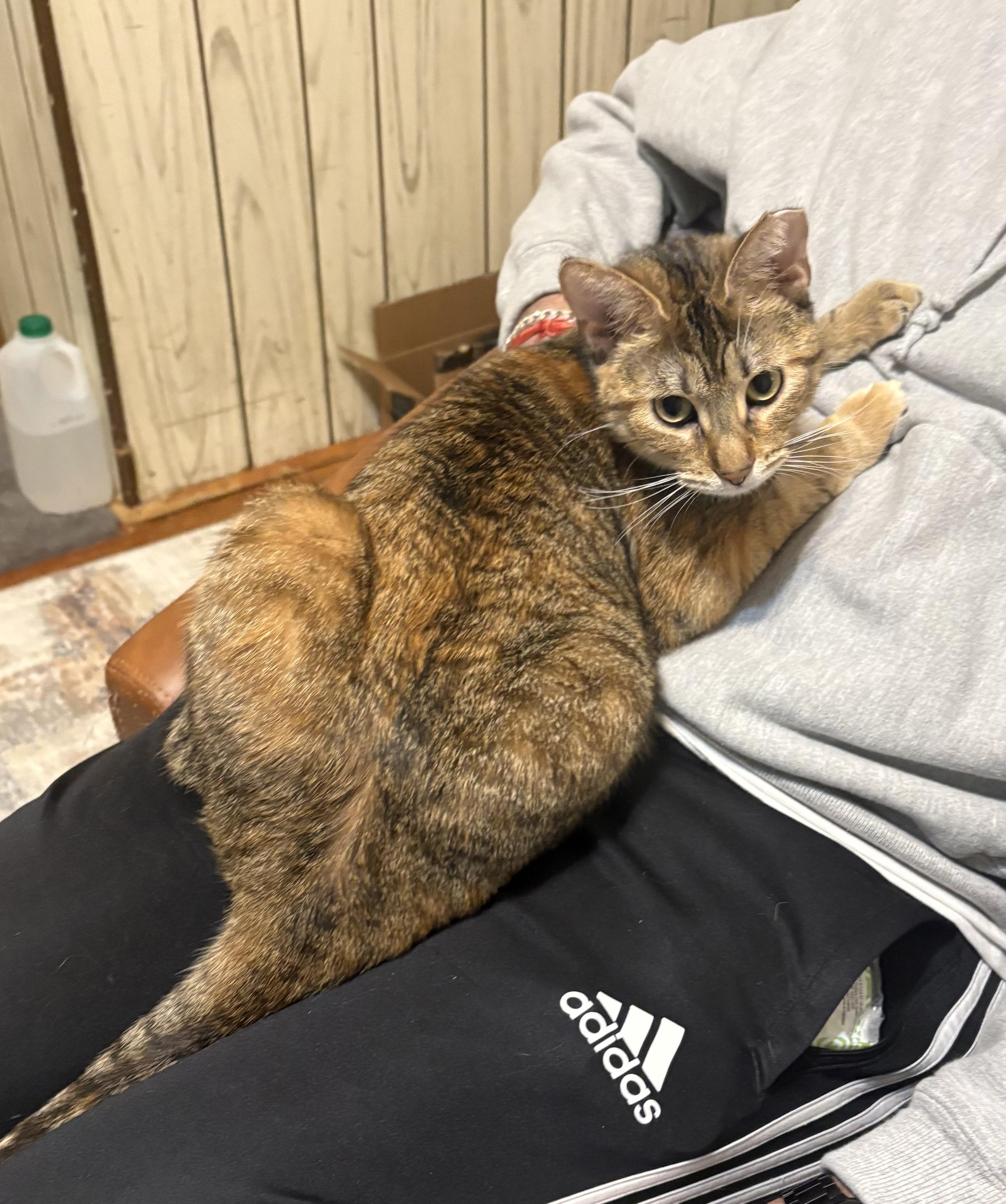 Papaya, adoptable, Young Female American Shorthair.