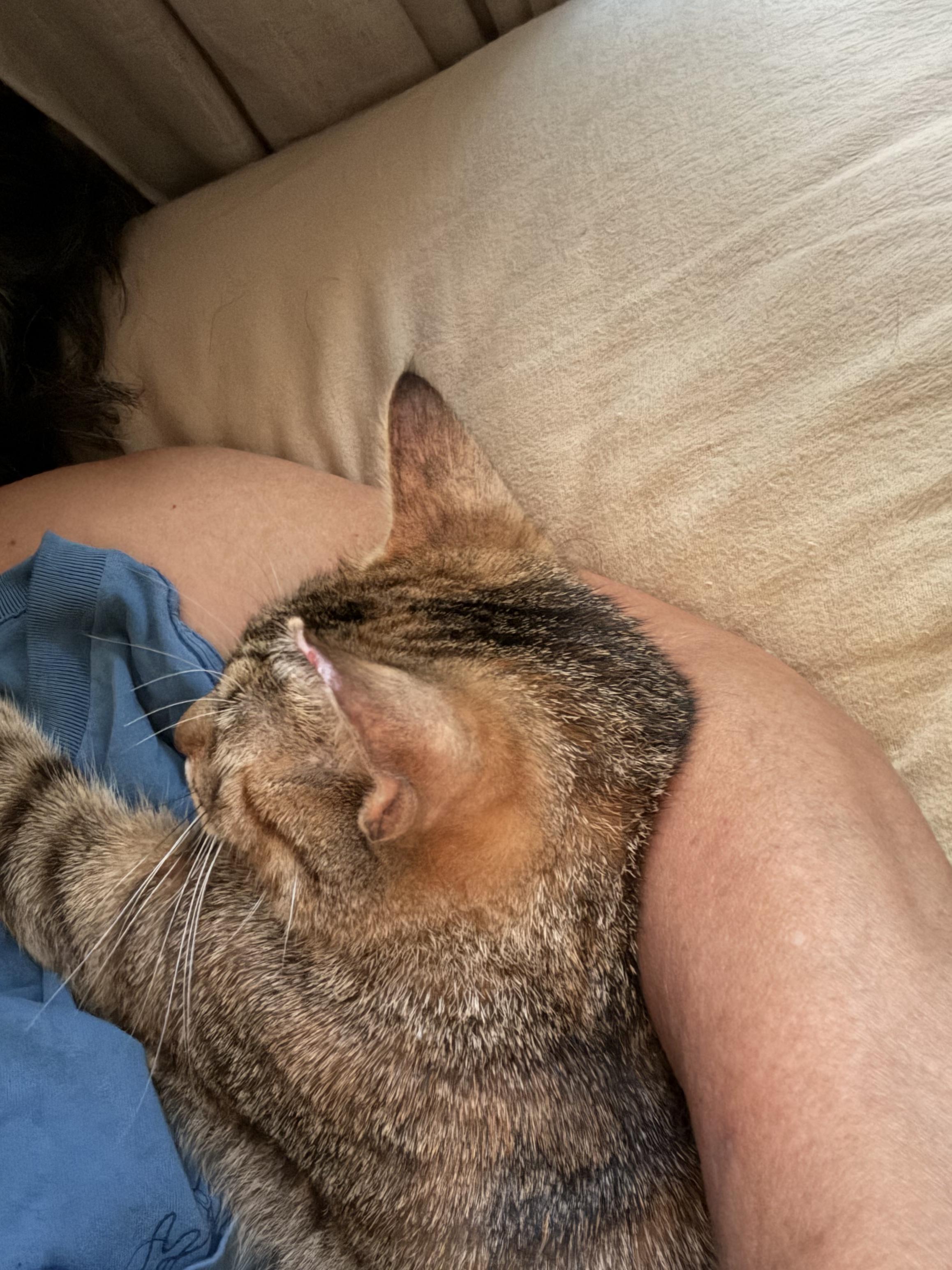 Enlarge Papaya, an adoptable American Shorthair in Jersey City, NJ image 5/6