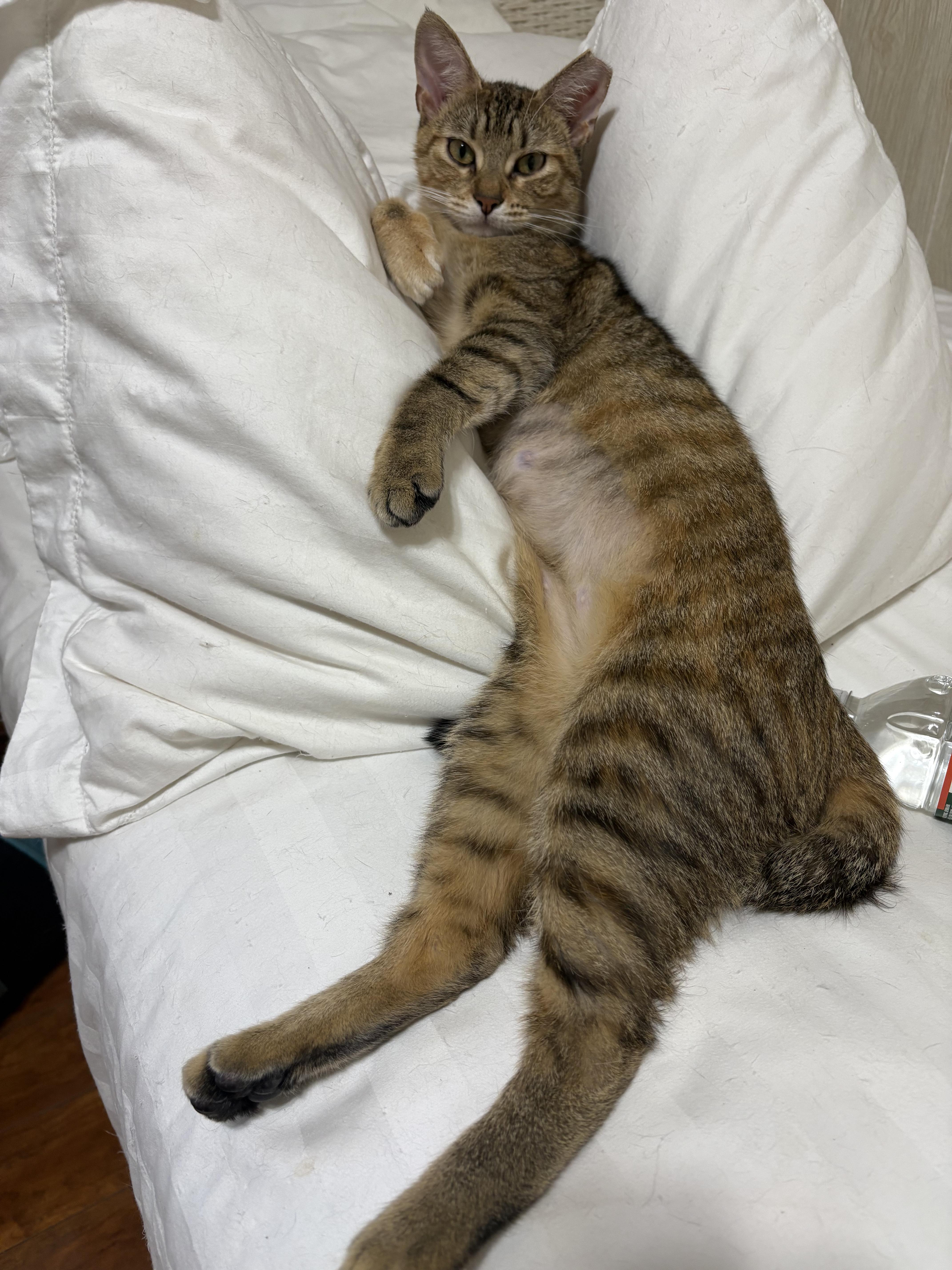 Enlarge Papaya, an adoptable American Shorthair in Jersey City, NJ image 2/6