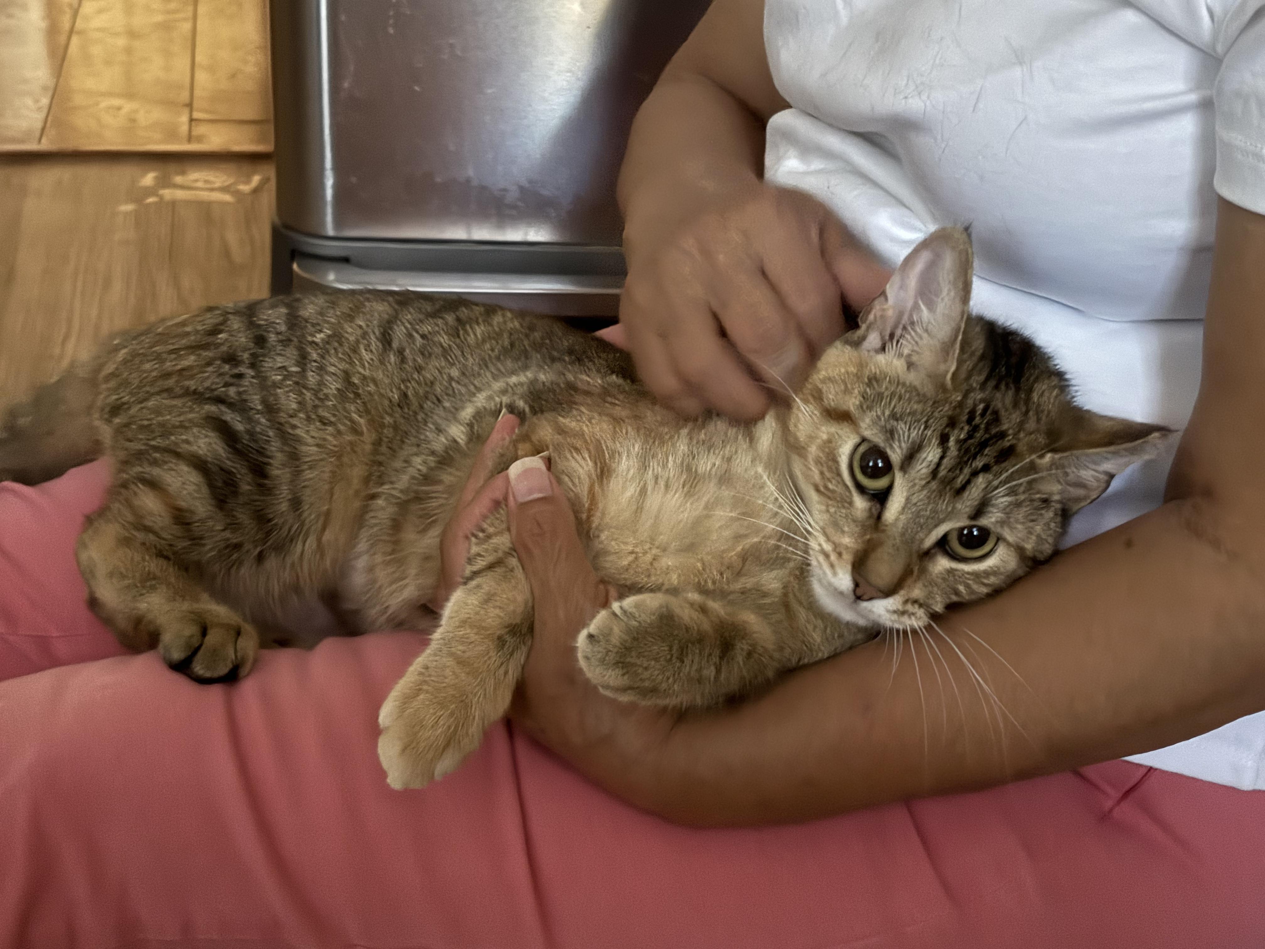 Enlarge Papaya, an adoptable American Shorthair in Jersey City, NJ image 1/6