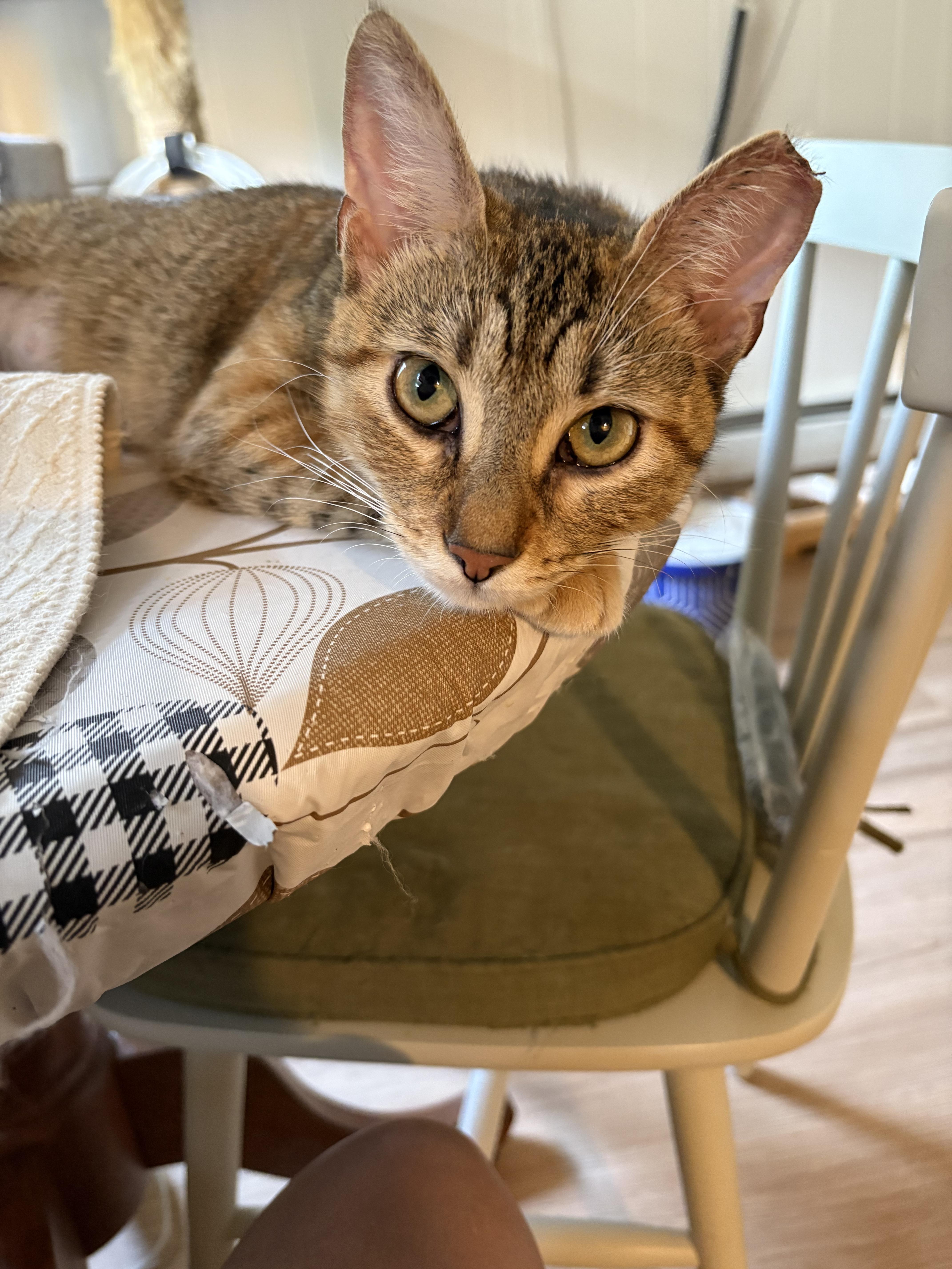 Enlarge Papaya, an adoptable American Shorthair in Jersey City, NJ image 3/6