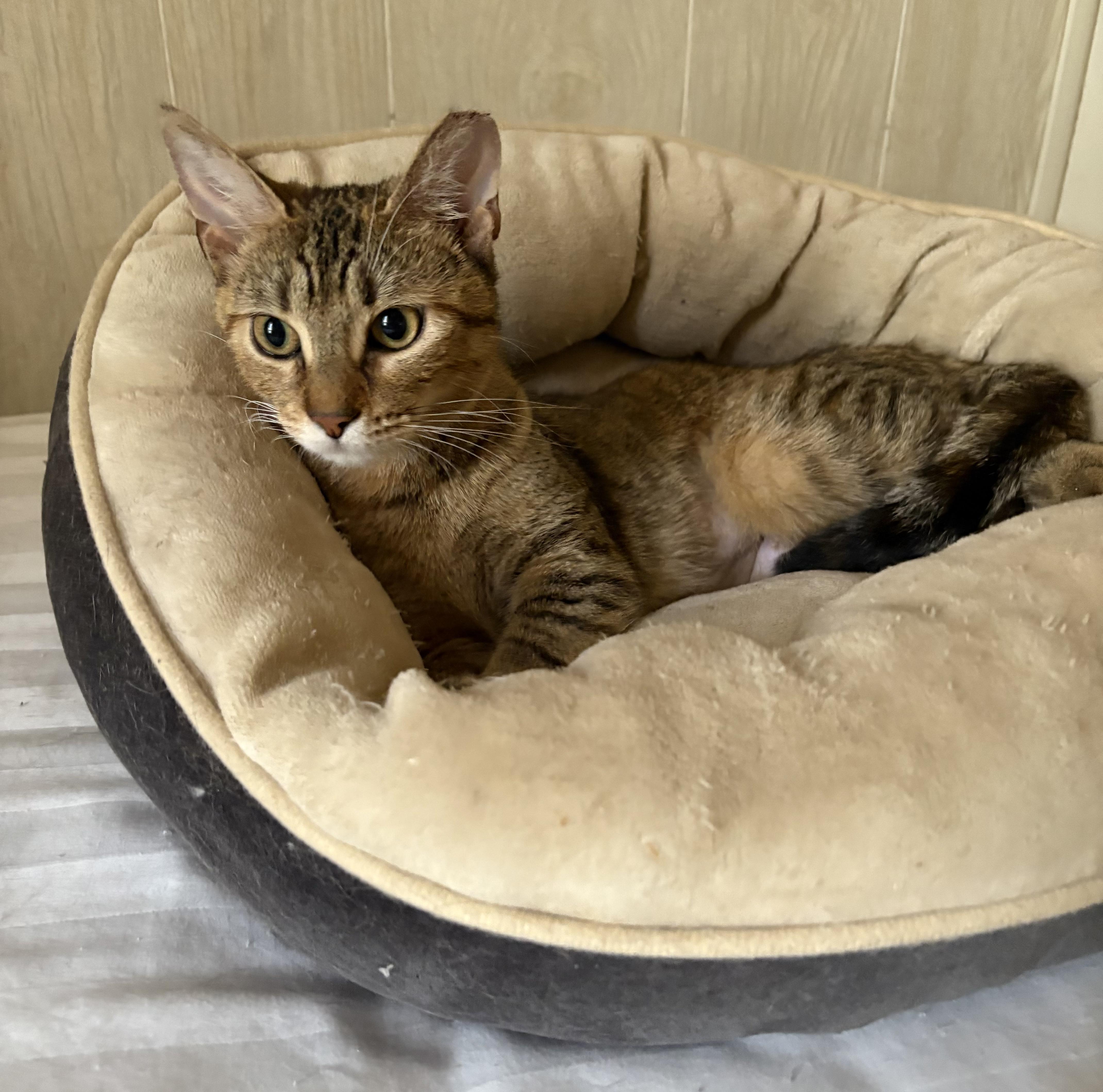 Enlarge Papaya, an adoptable American Shorthair in Jersey City, NJ image 4/6