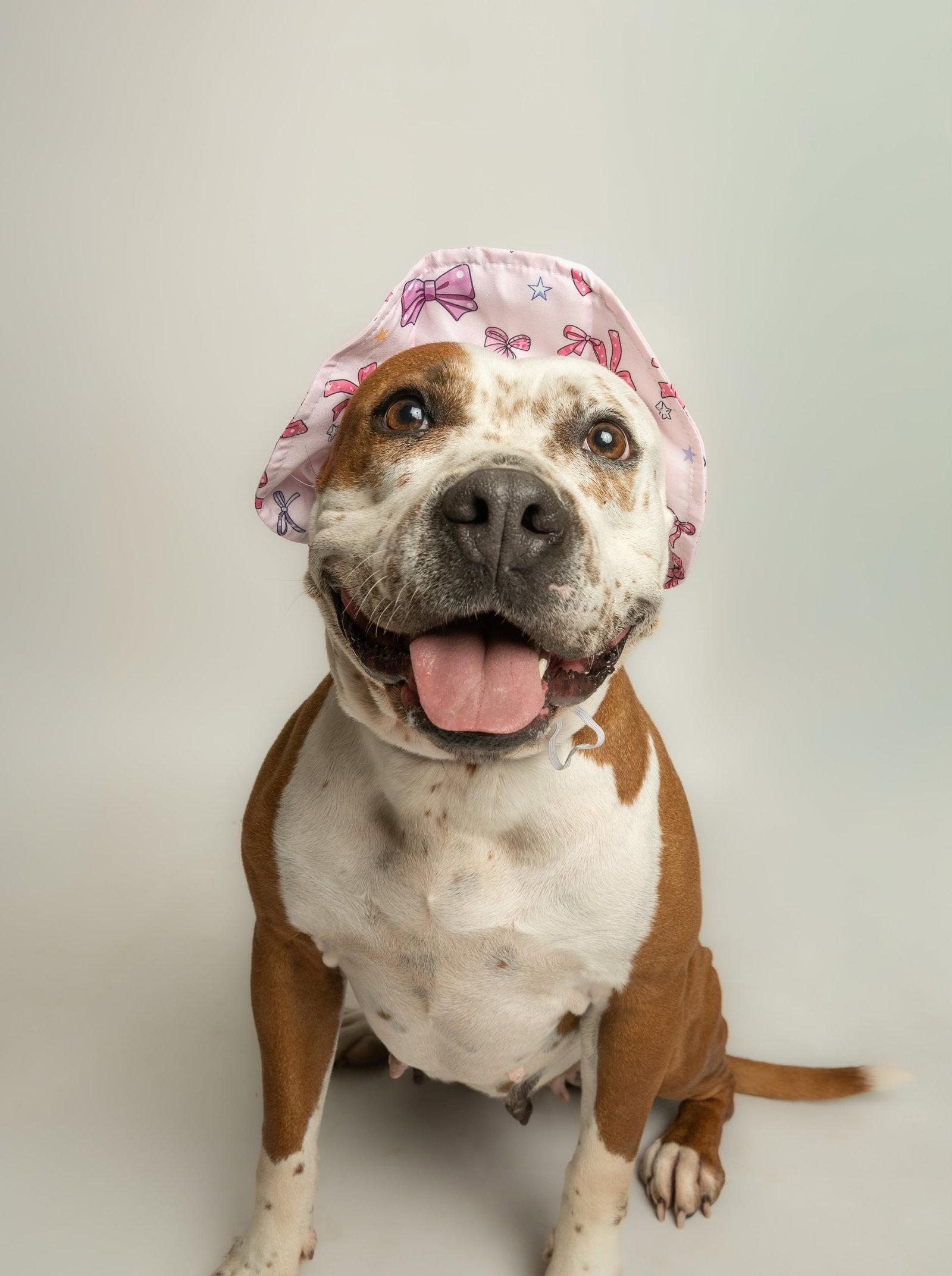 June Bug, Adoptable, Adult Female Pit Bull Terrier.