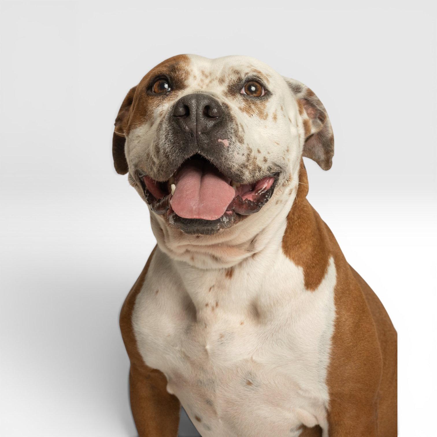 Enlarge June Bug, a Adoptable Pit Bull Terrier in Richardson, TX image 2/2