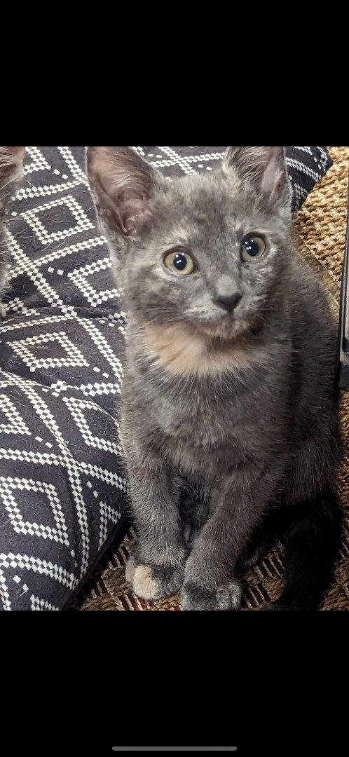 Enlarge Lucy, a Adopted American Shorthair in Missoula, MT image 2/2