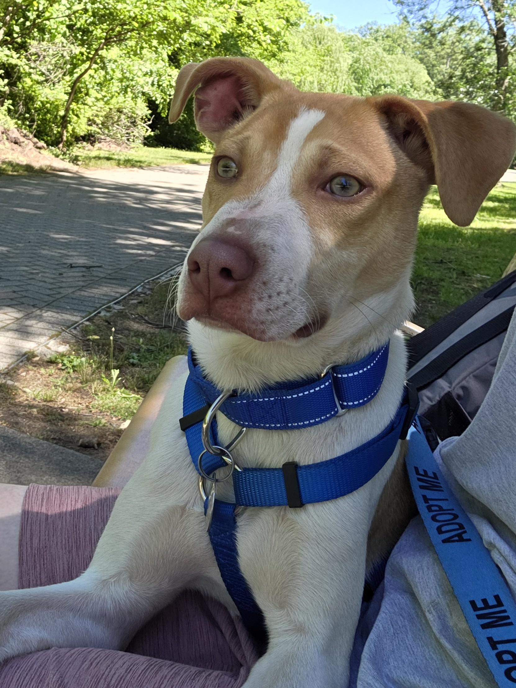 Enlarge Linus, a Adoptable English Pointer in Wayne, NJ image 6/6