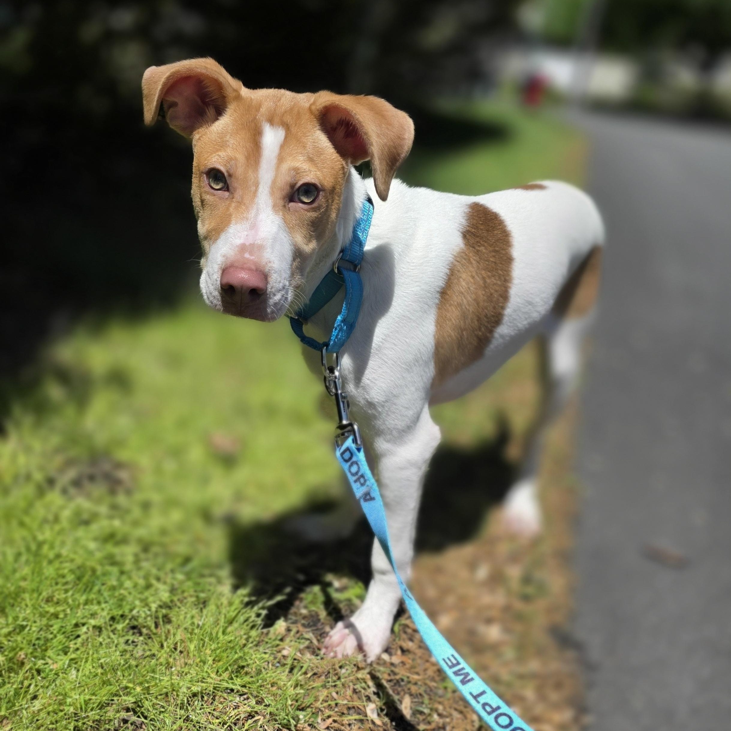 Linus, Adoptable, Puppy Male English Pointer & Pit Bull Terrier.