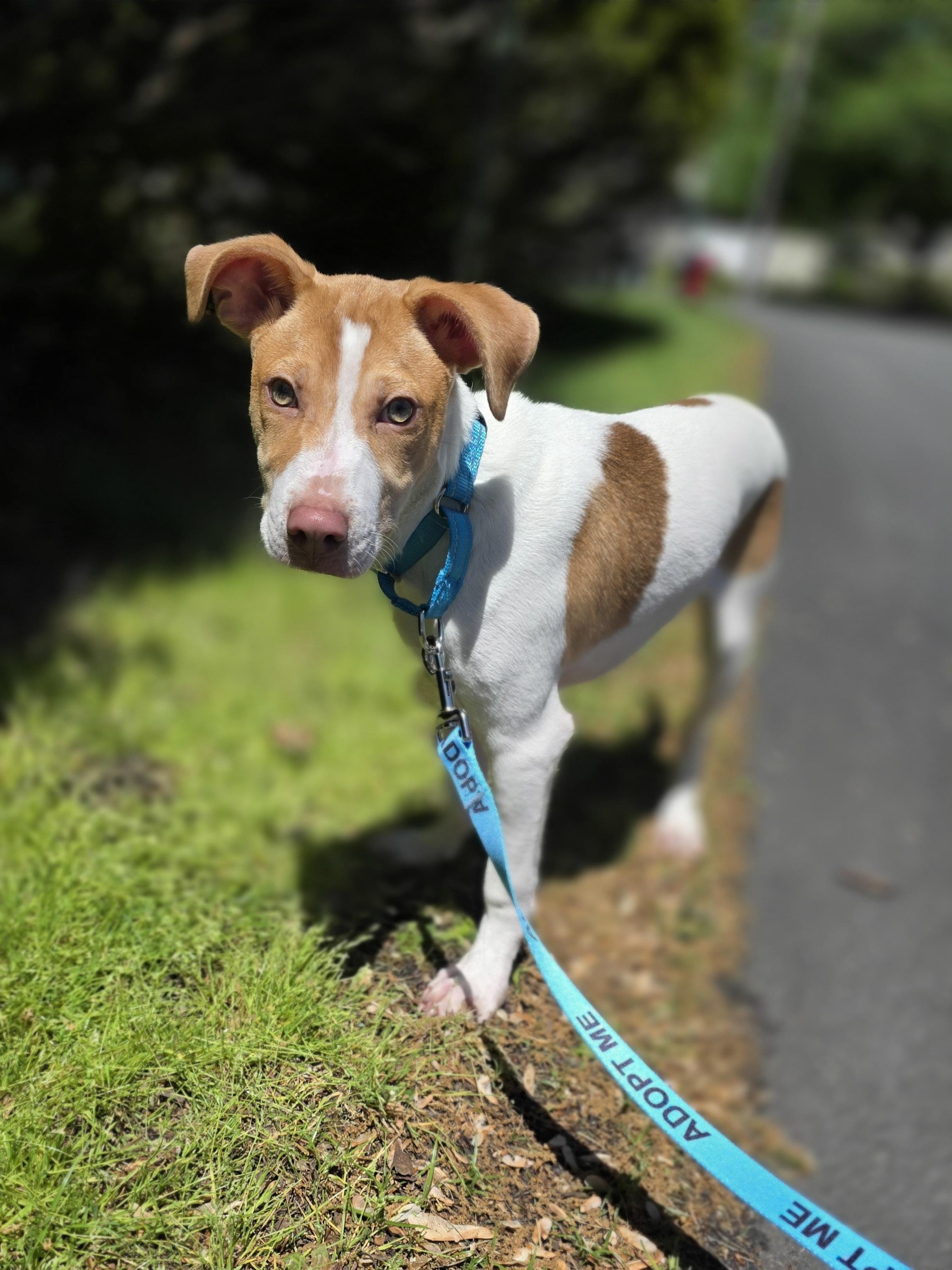 Linus, a Adoptable mixed breed in Wayne, NJ image 2/6