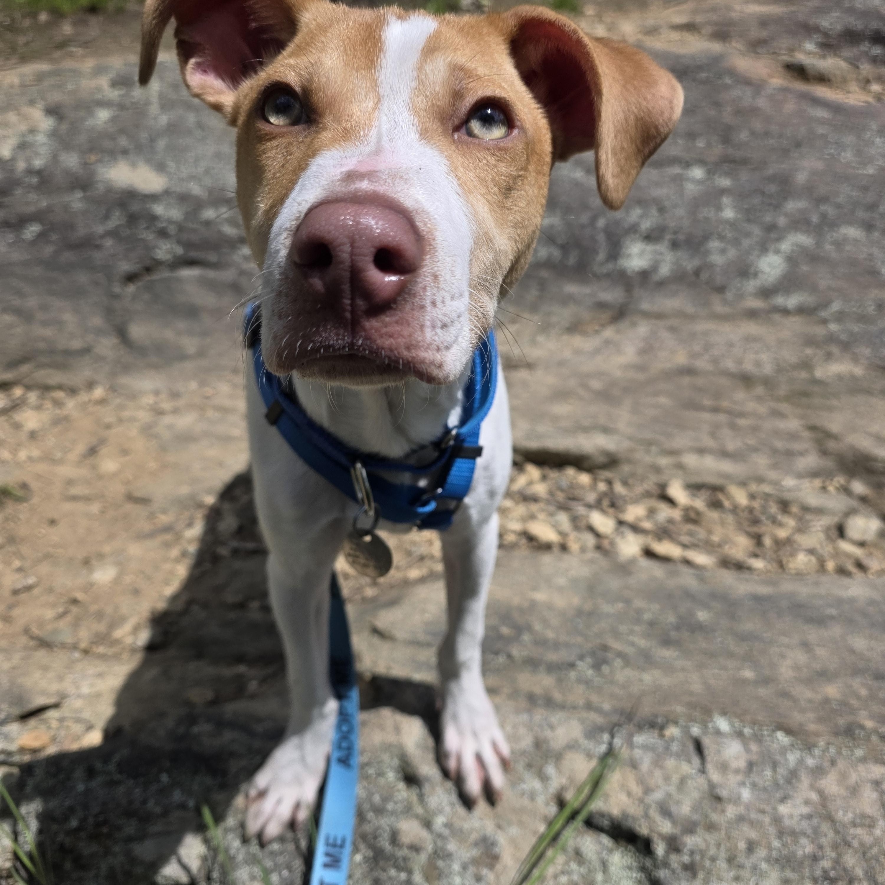 Linus, a Adoptable mixed breed in Wayne, NJ image 2/6