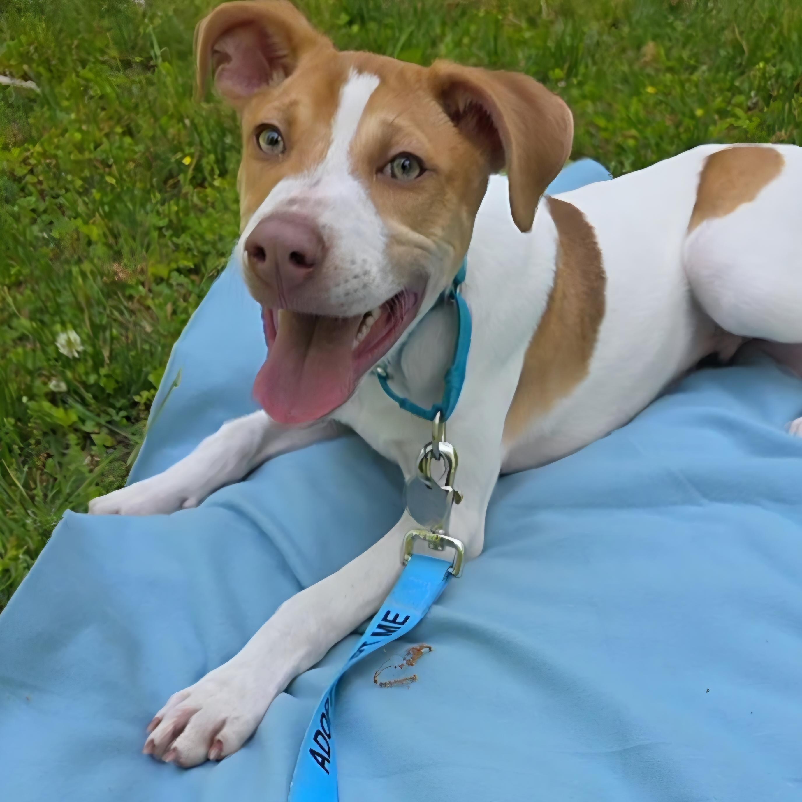 Linus, a Adoptable mixed breed in Wayne, NJ image 3/6