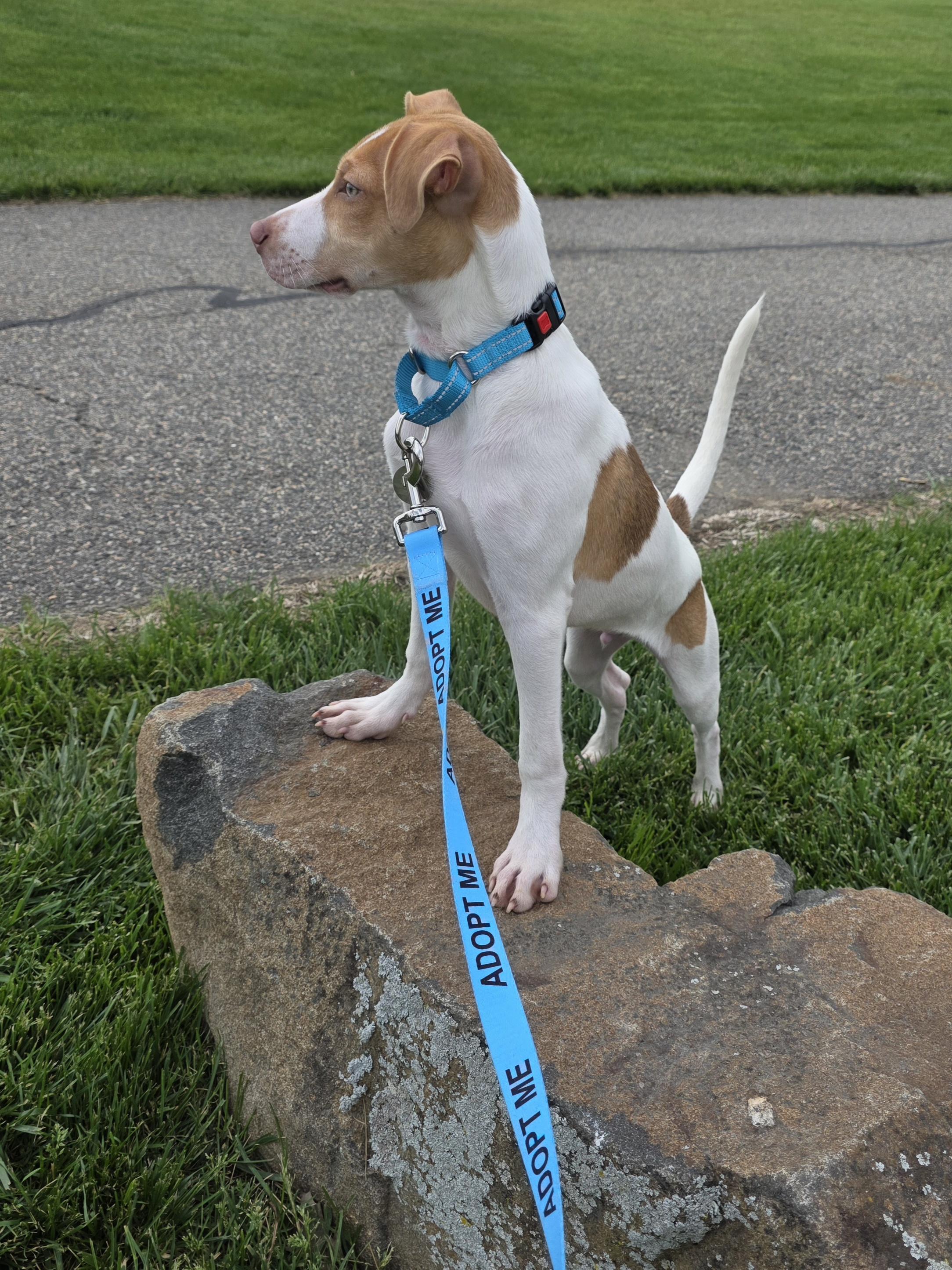 Linus, a Adoptable mixed breed in Wayne, NJ image 4/6